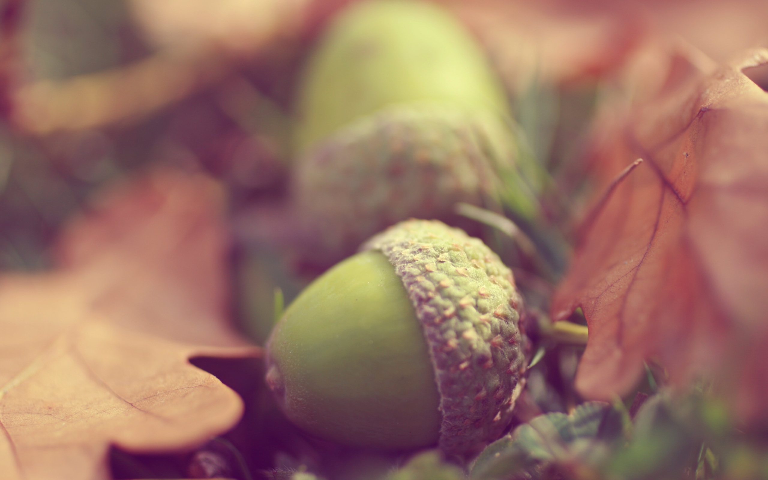 28 Acorn HD Wallpapers Background Images Wallpaper Abyss