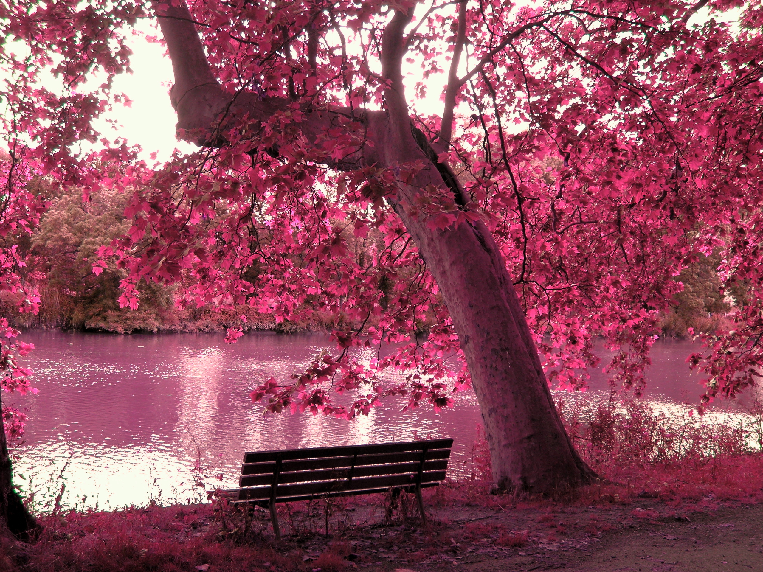 Serenity in Pink Nature Bench HD Wallpaper
