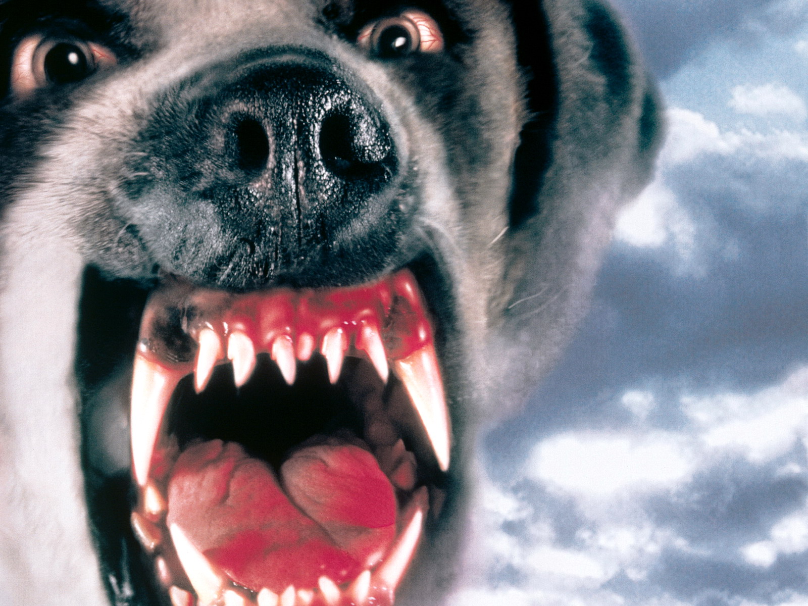 Download Movie Cujo Wallpaper