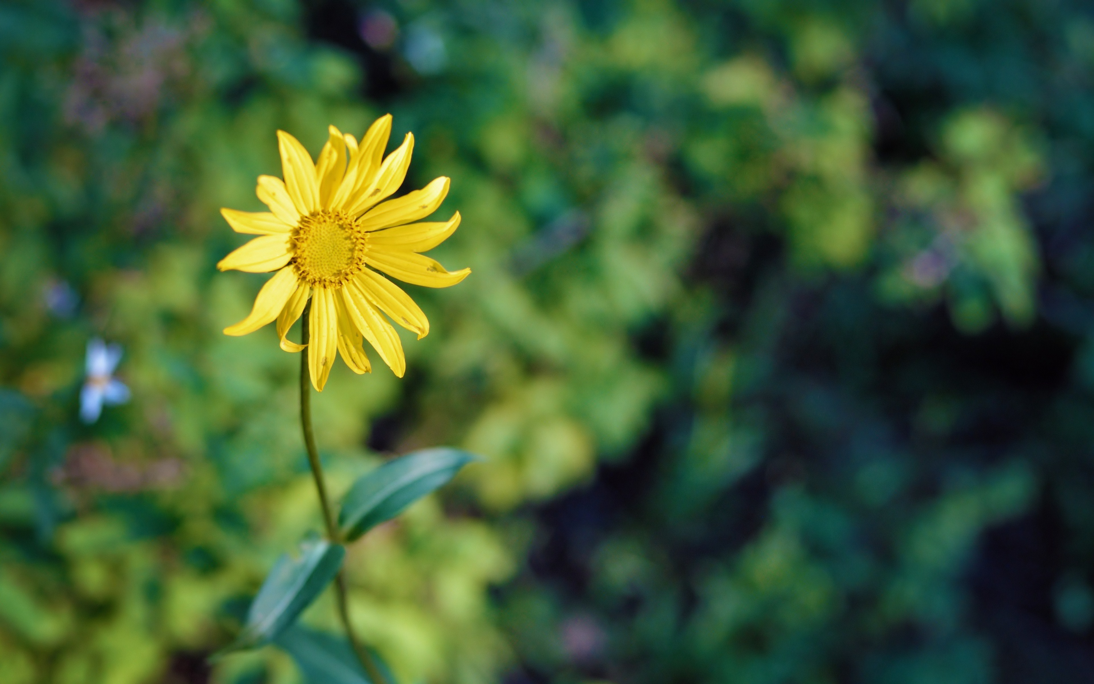 Download Yellow Flower Flower Nature Daisy 4k Ultra HD Wallpaper