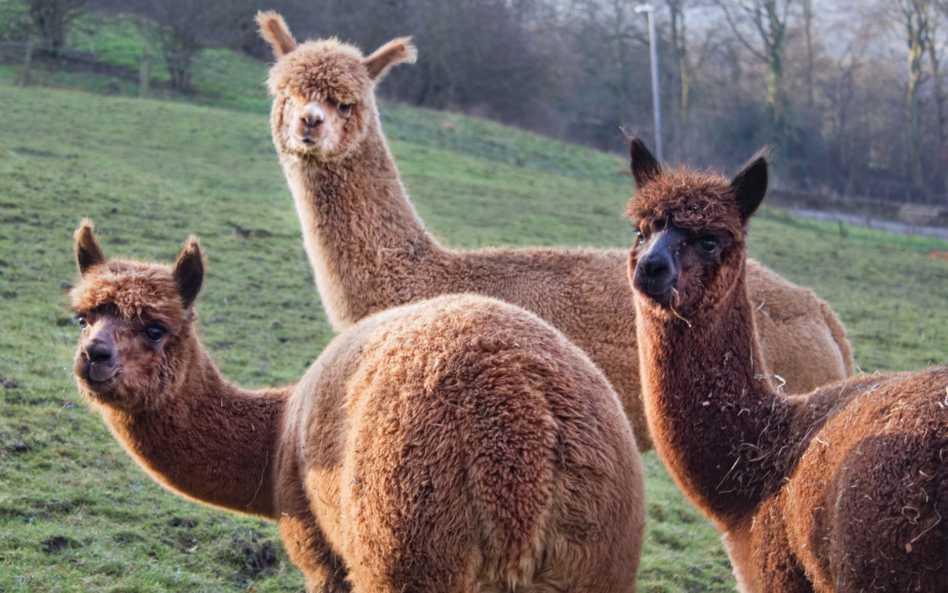 Alpaca HD Wallpaper Background Image 1920x1200