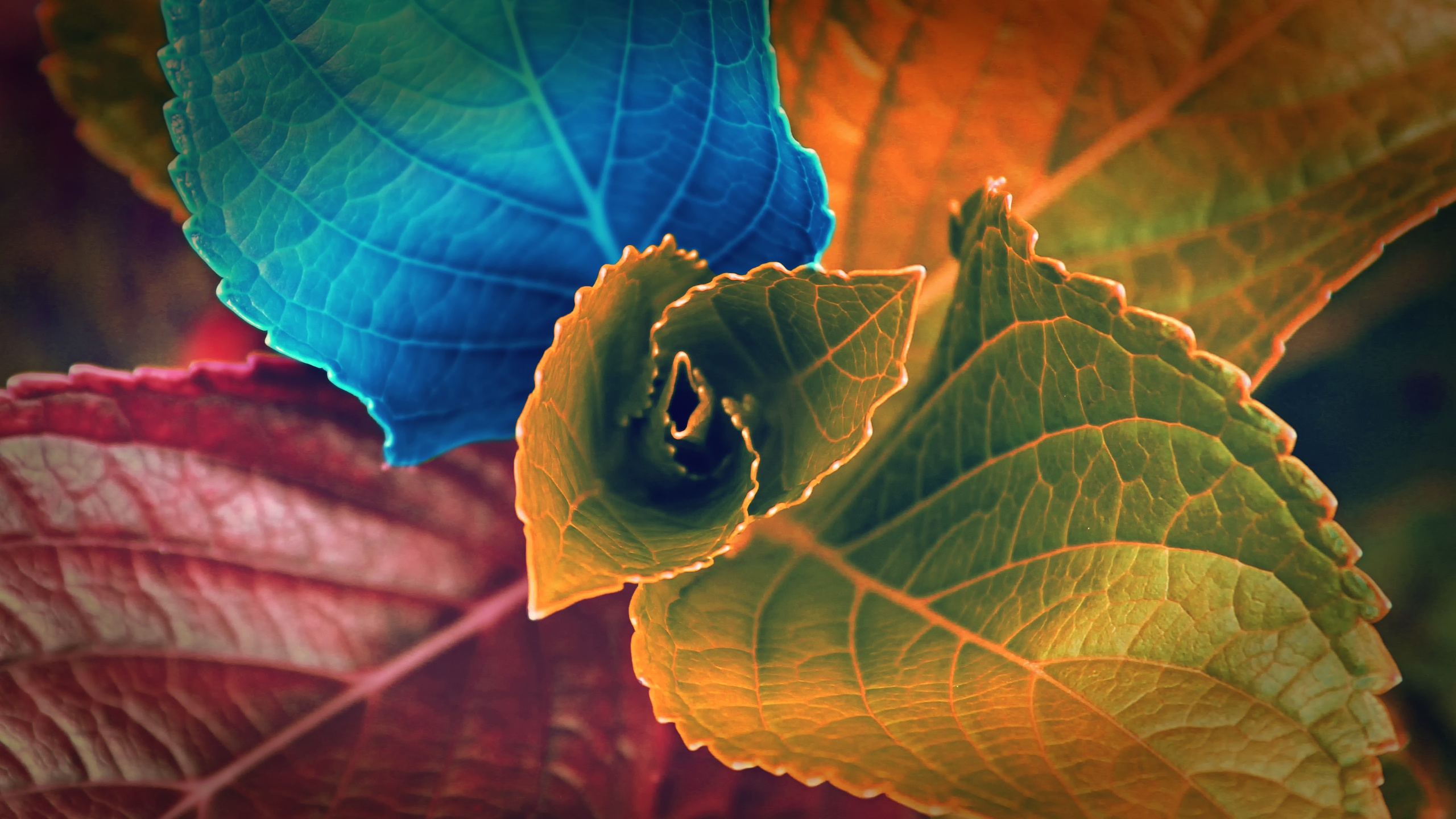 Download Colors Fall Nature Leaf HD Wallpaper