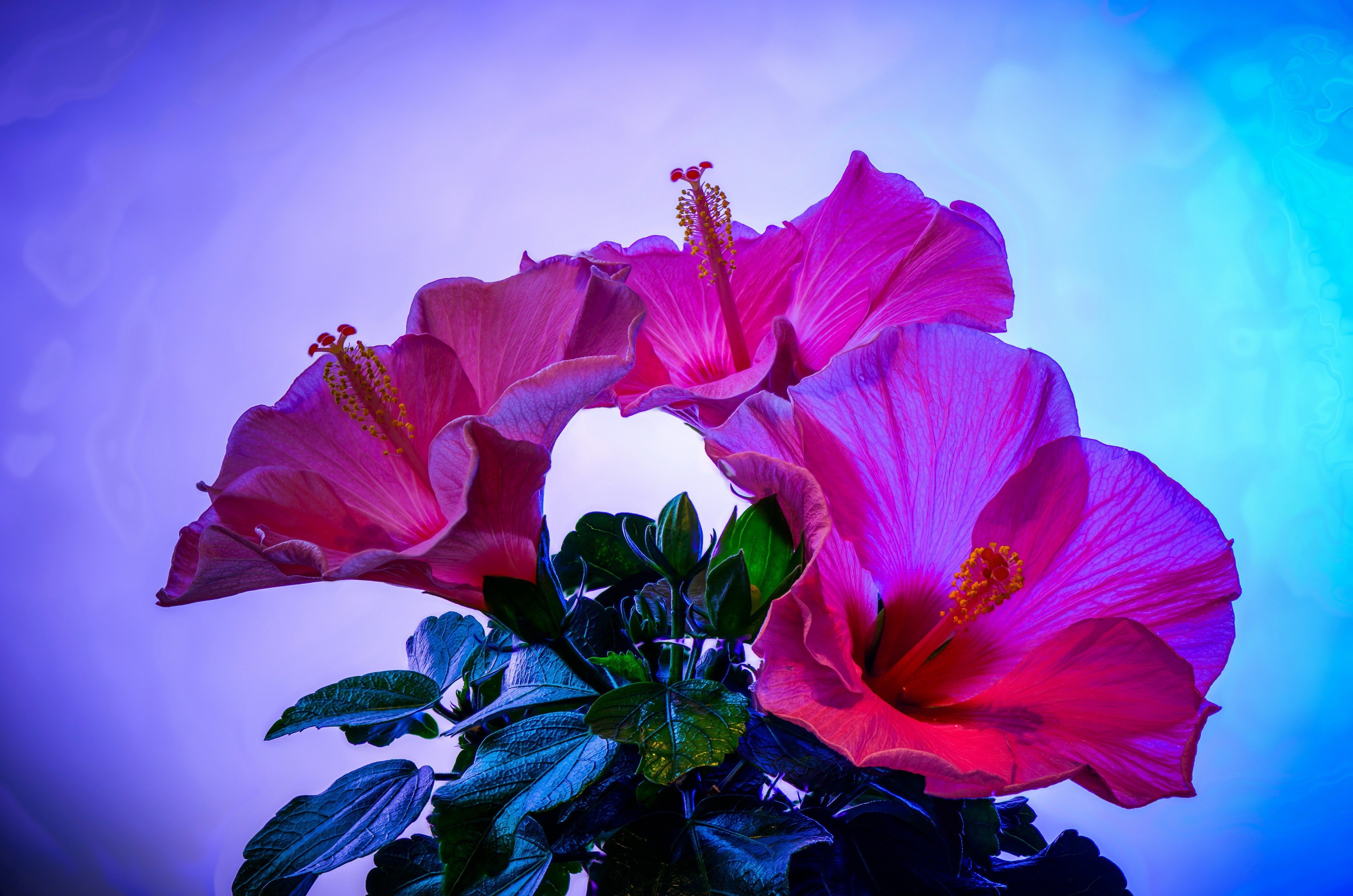 Hibiscus Wallpaper