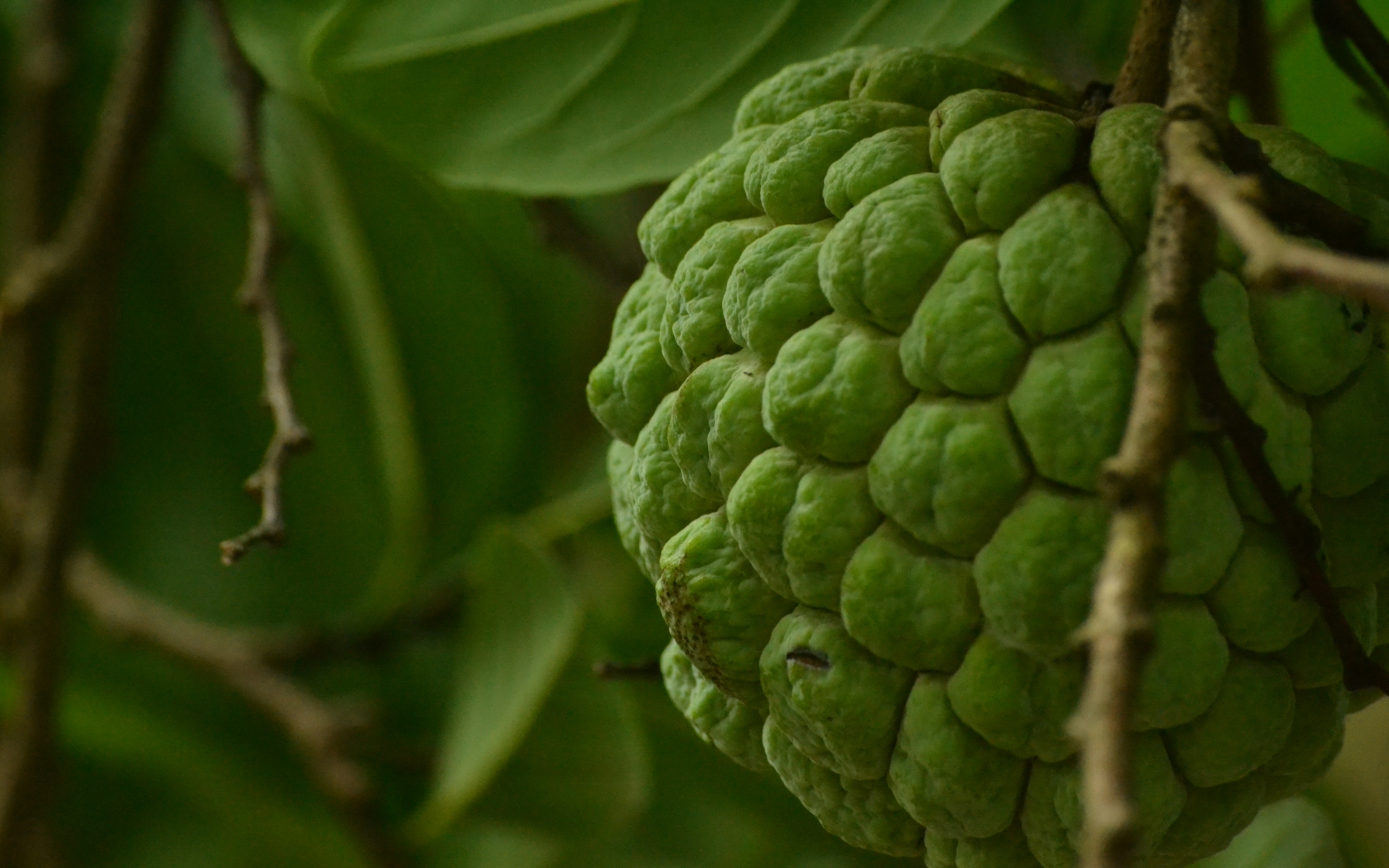 Download Food Sugar Apple HD Wallpaper