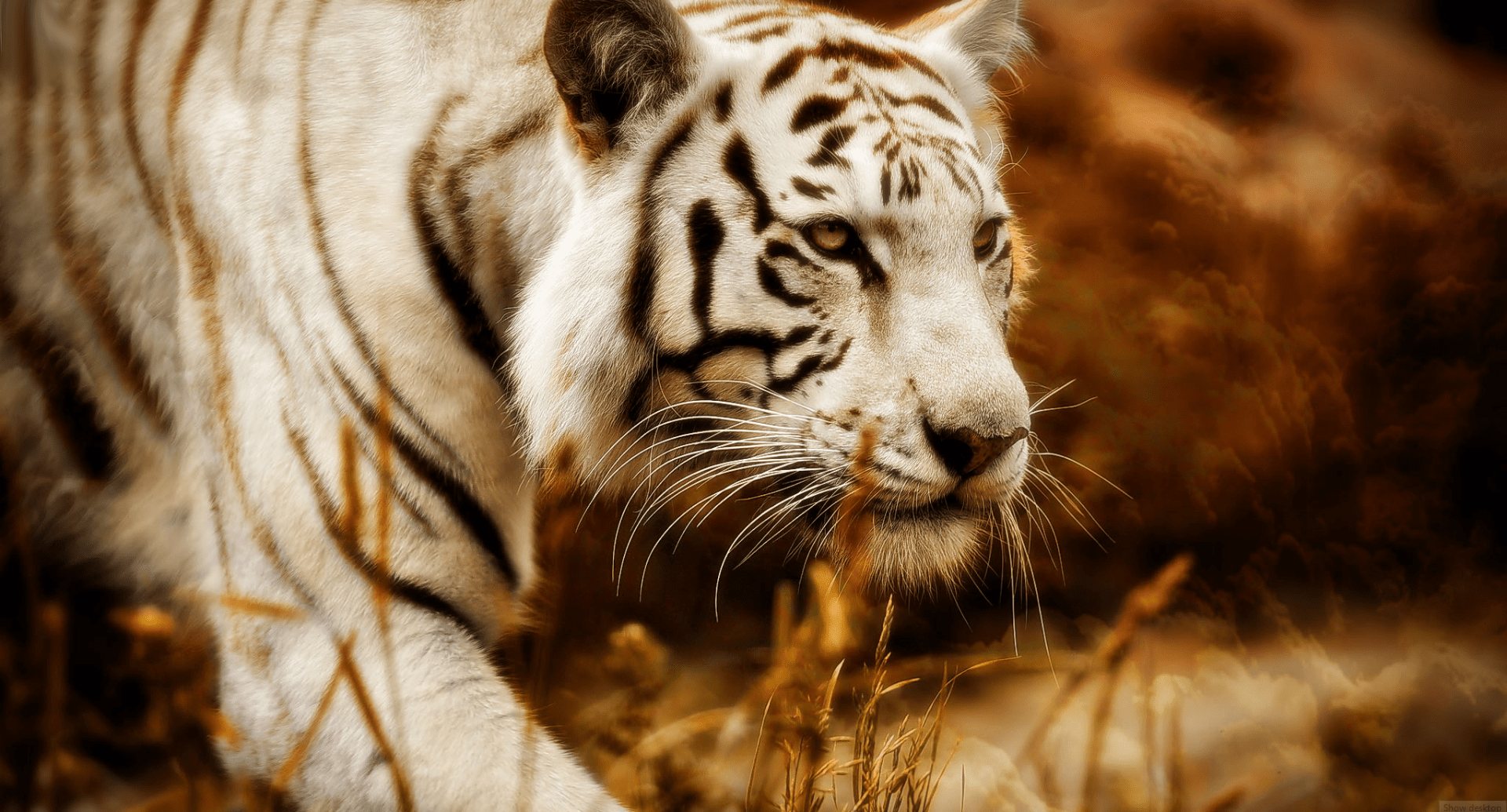 Download Animal White Tiger Wallpaper