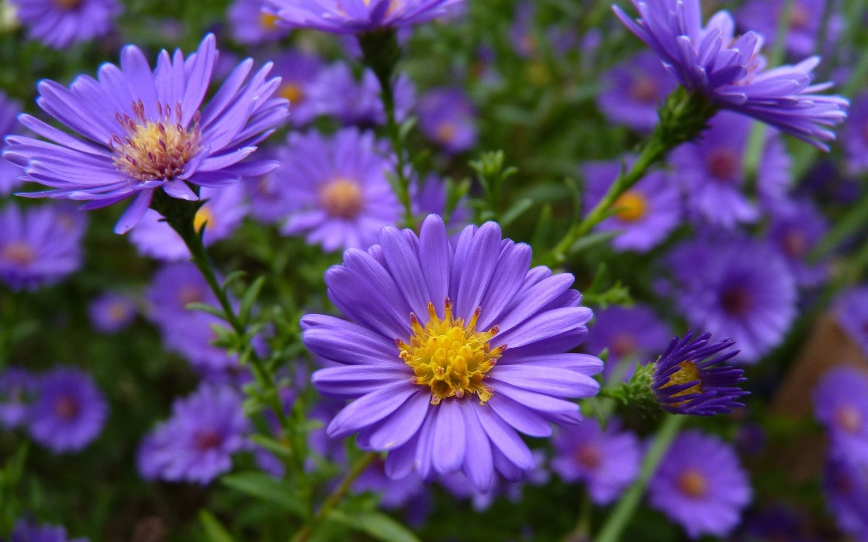 Gänseblümchen Wallpaper and Hintergrund 1728x1080 ID
