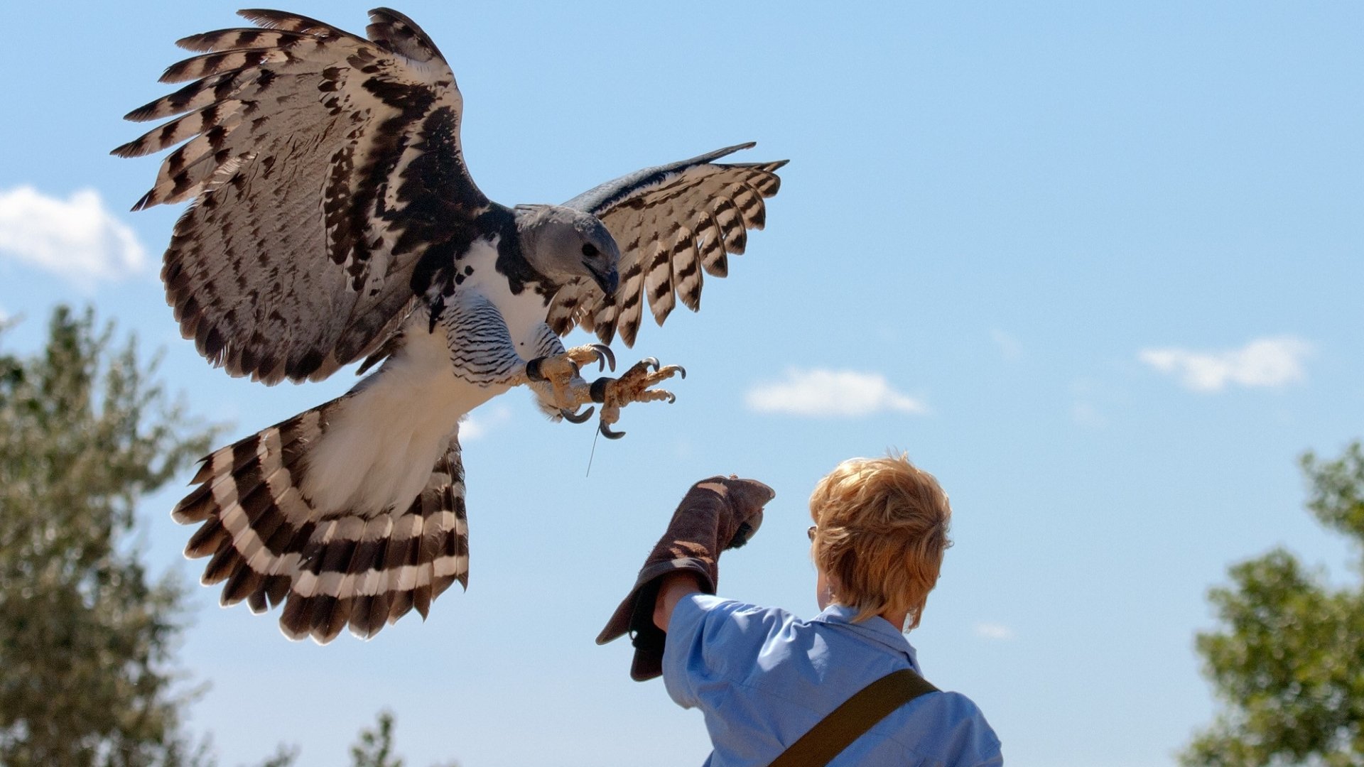 Harpy Eagle HD Wallpaper