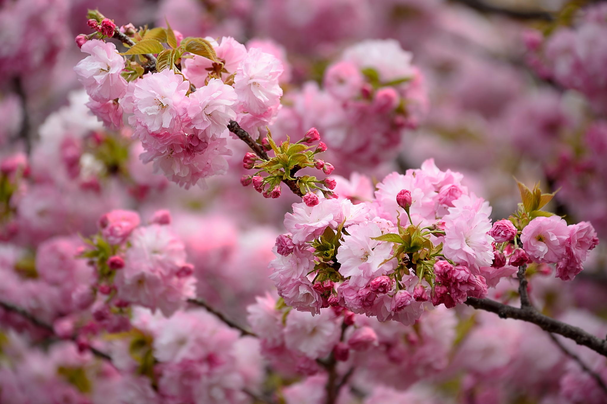 Spring HD Wallpaper Background Image 2048x1363