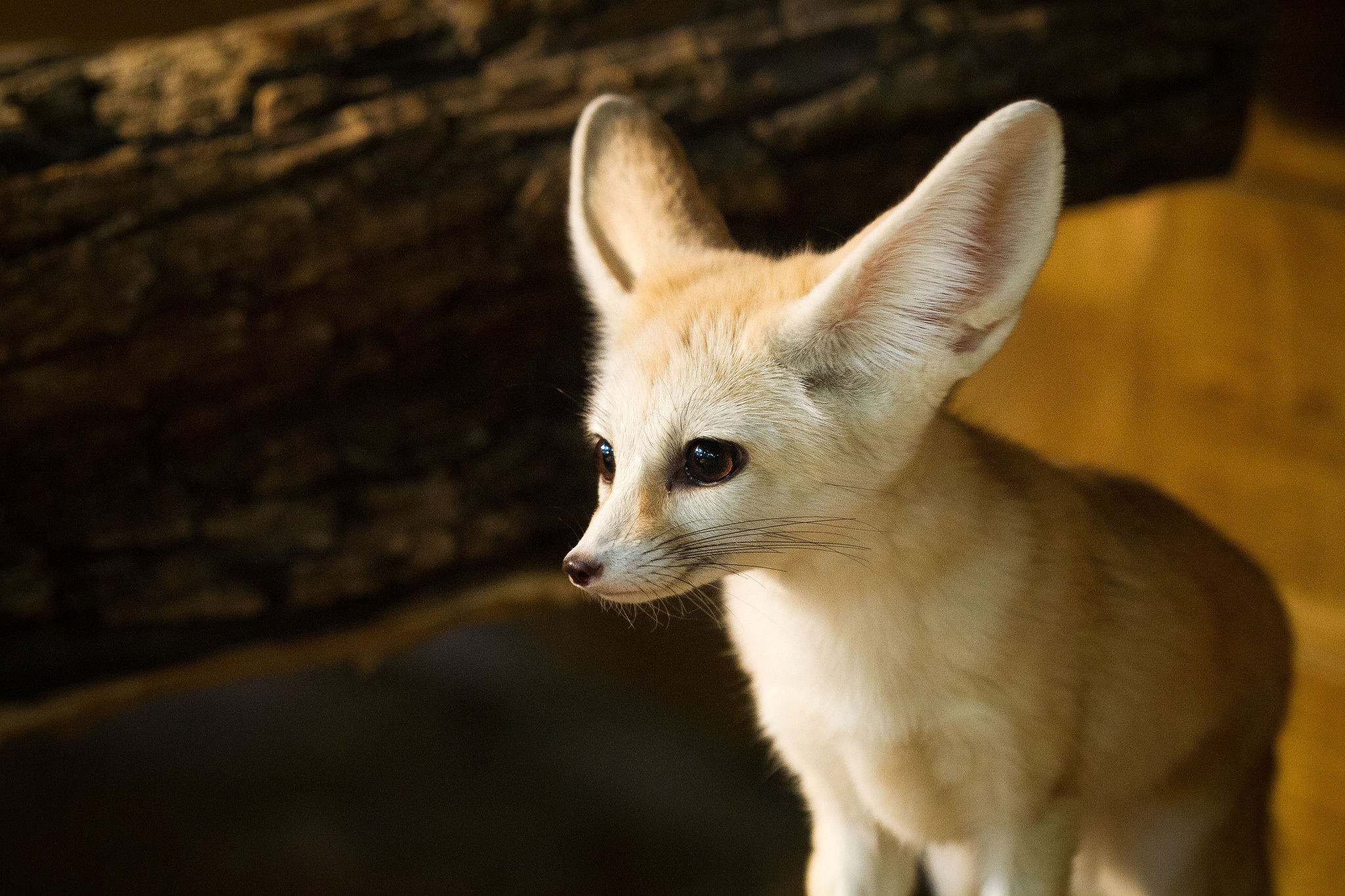 Fennec Fox Baby Wallpaper
