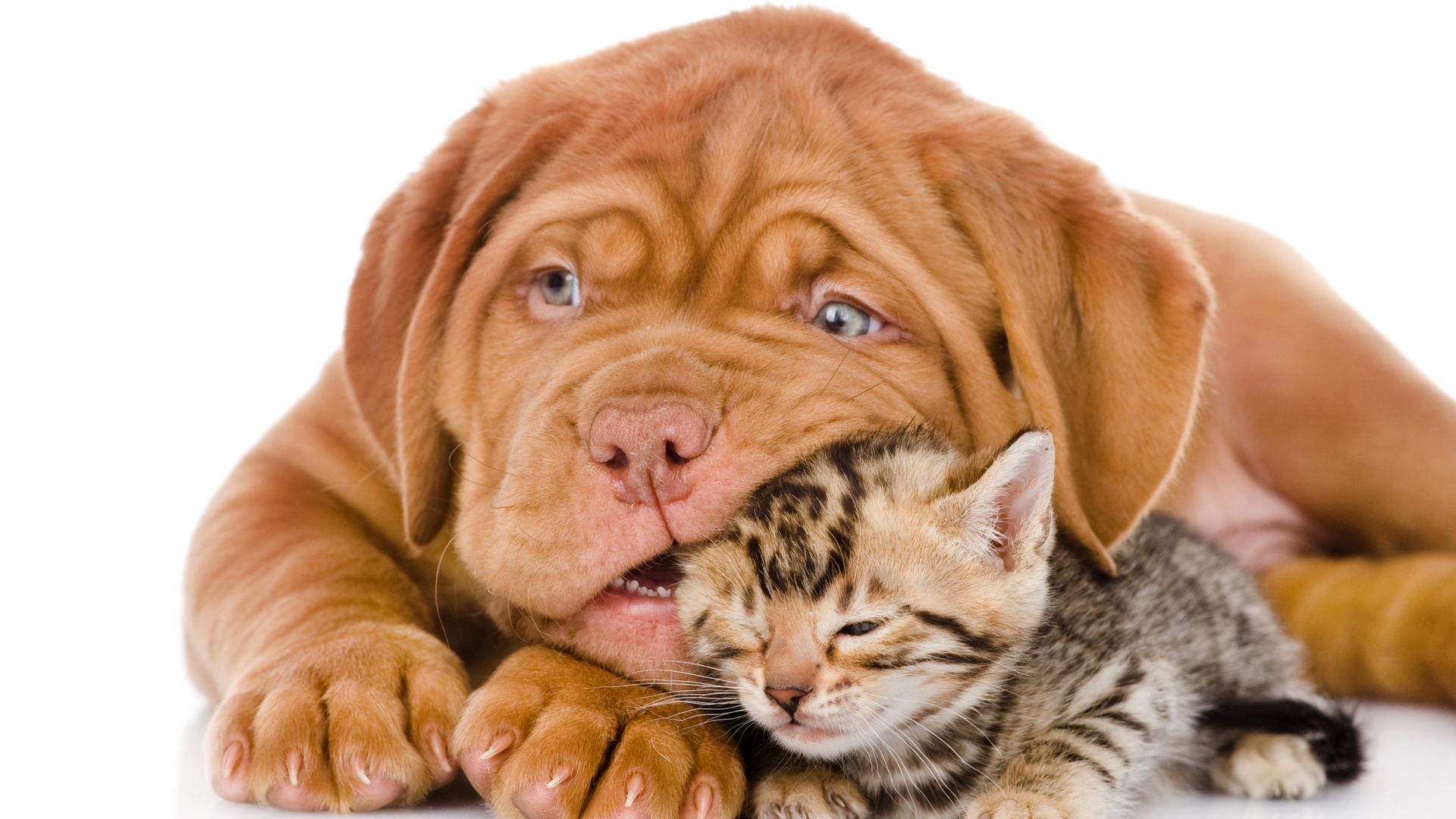 Download Animal Cat & Dog HD Wallpaper