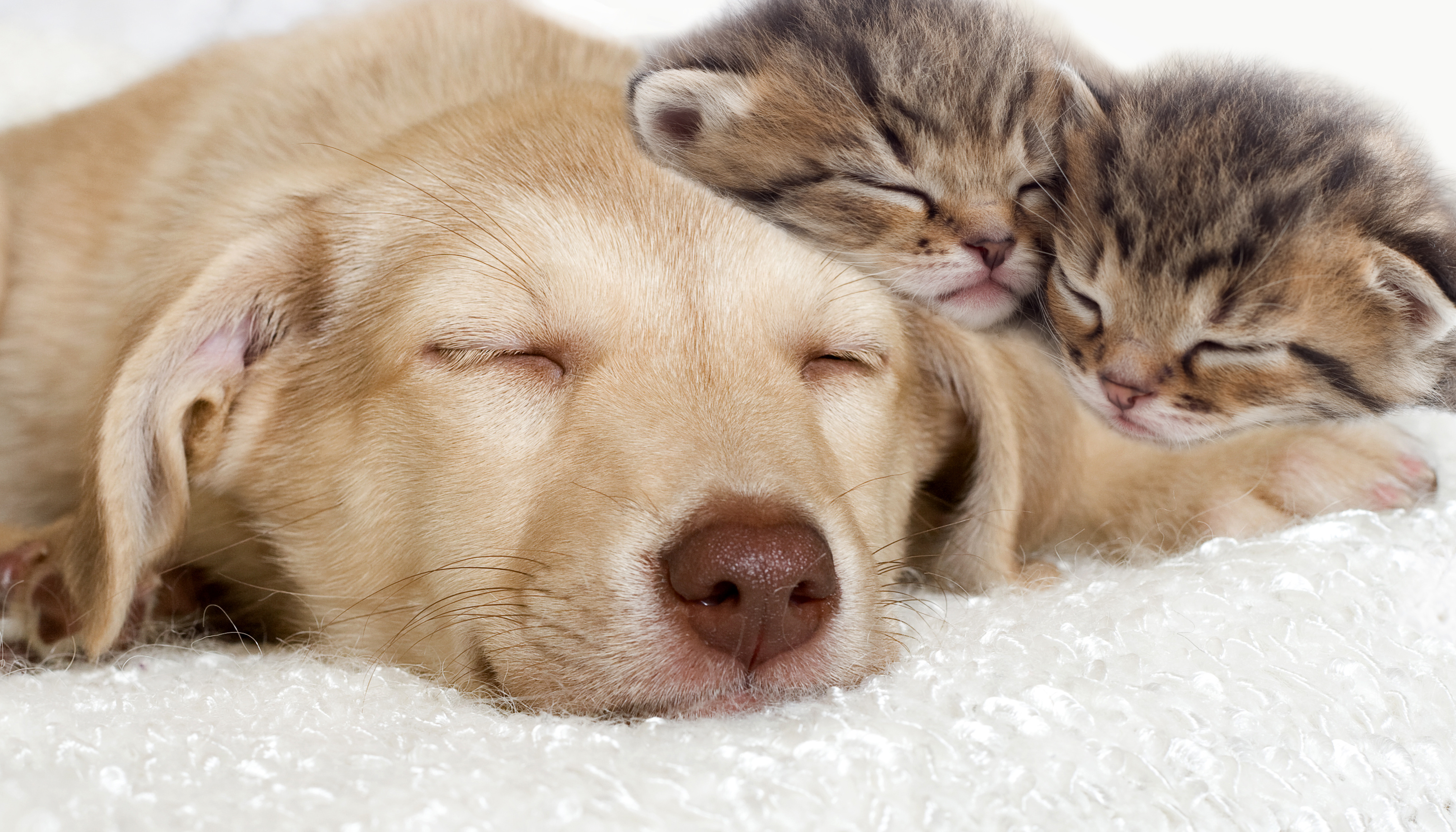 Chat Et Chien Full HD Fond d'écran and Arrièreplan 3218x1838 ID595766
