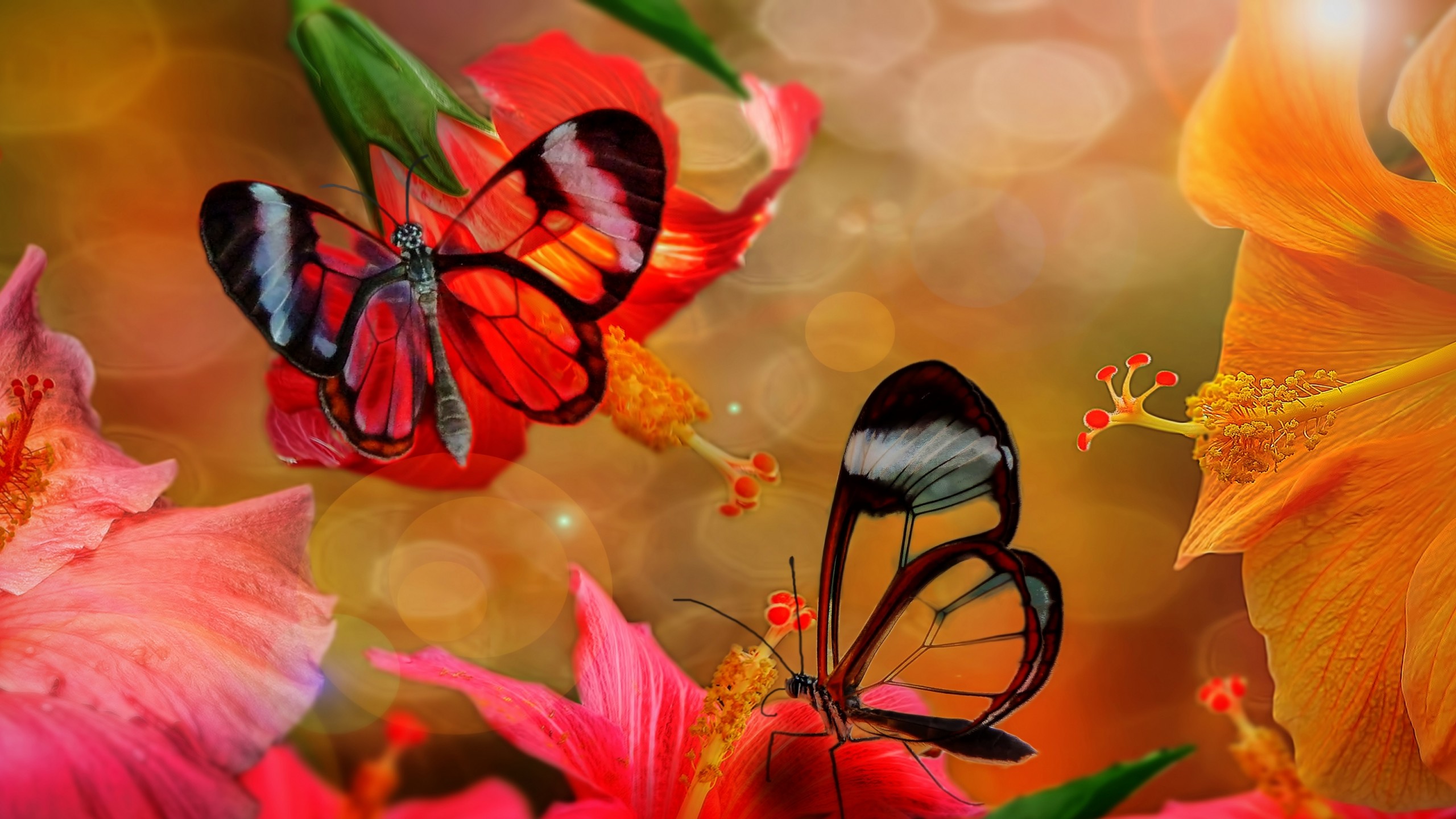 Butterflies and Hibiscus HD Wallpaper Background Image 2560x1440 ID673241 Wallpaper Abyss