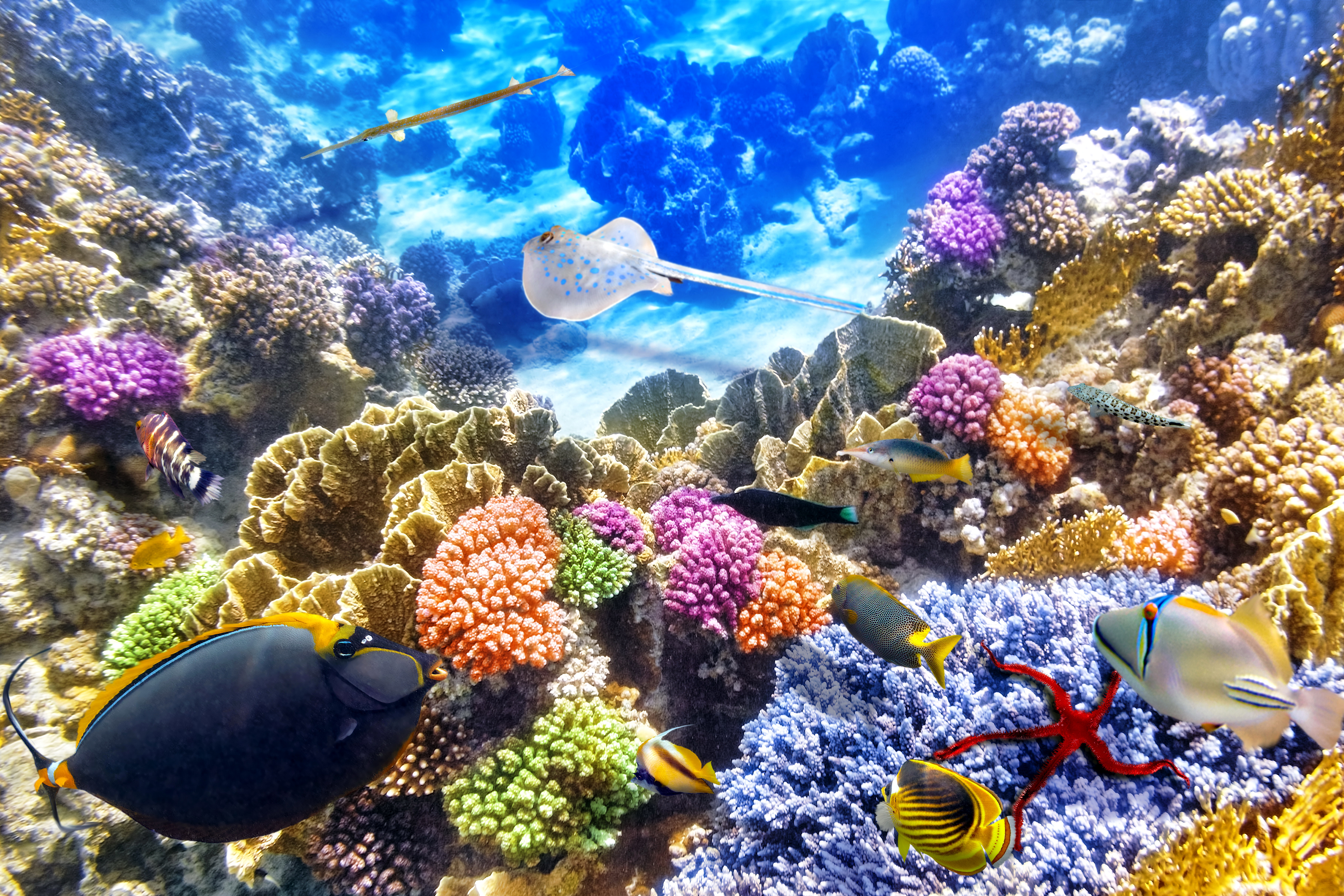 Under the Sea 5k Retina Ultra HD Wallpaper Background Image
