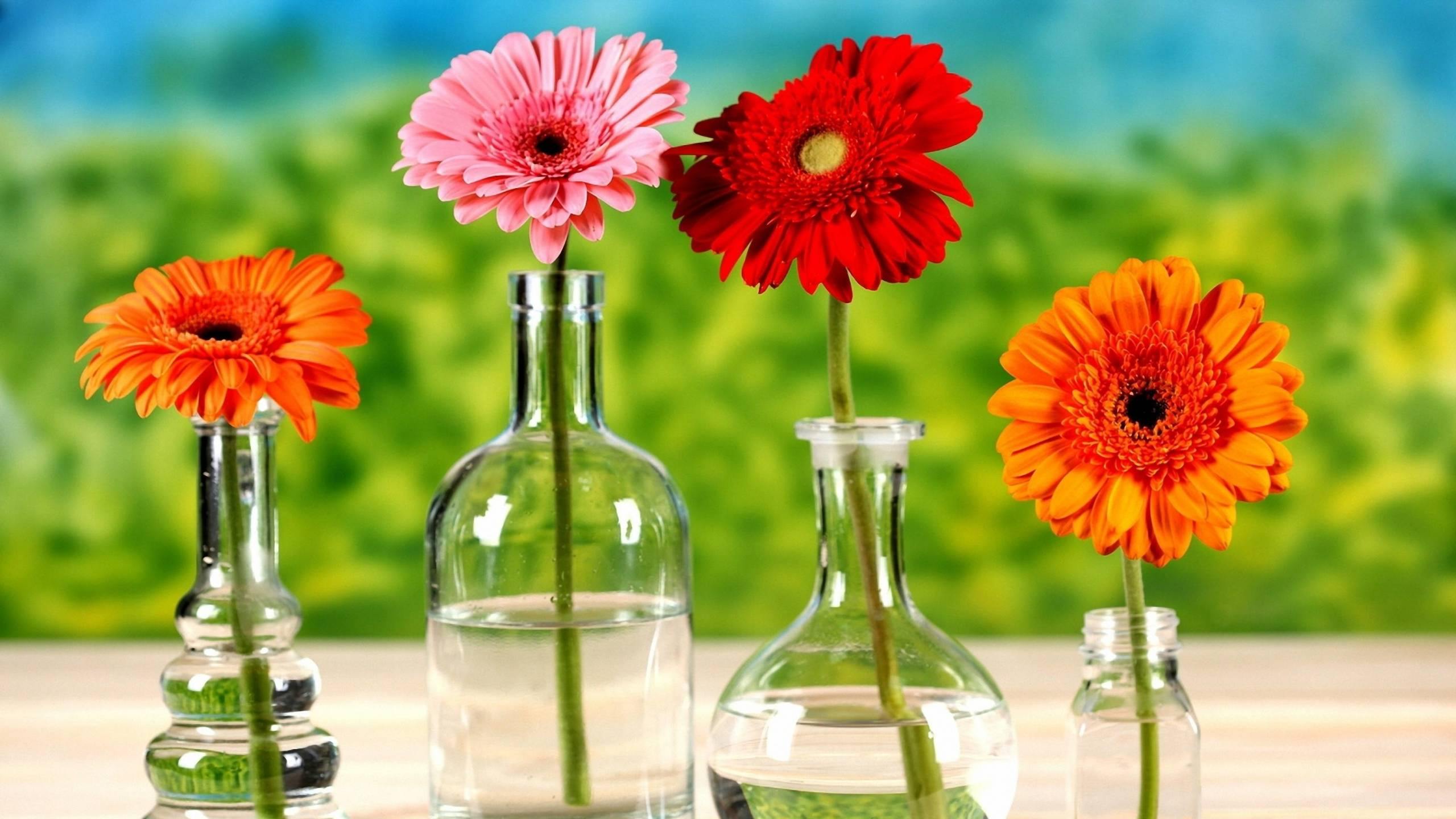 41 Most Beautiful Flower Wallpapers for PC & Mobile Tech Buzz Online