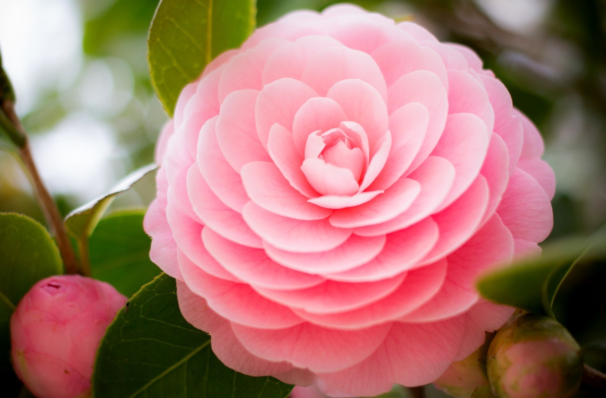 Download Bush Flower Nature Blossom Camellia HD Wallpaper