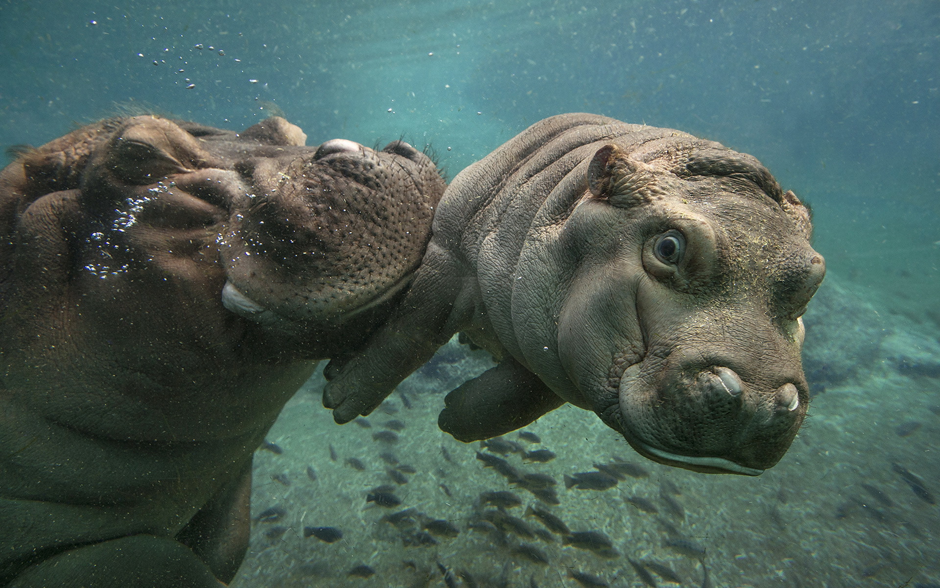 Download Baby Animal Underwater Animal Hippo HD Wallpaper