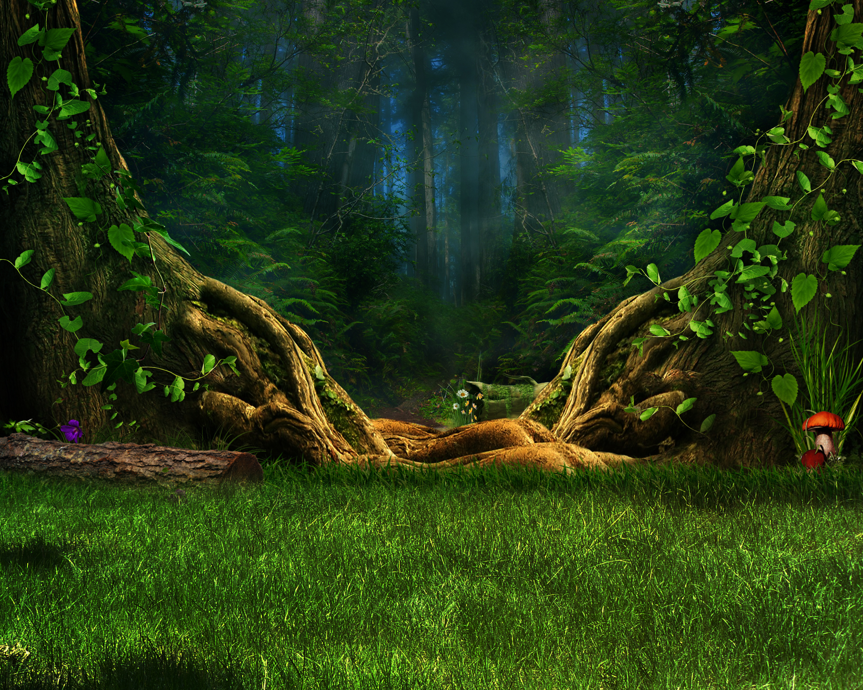 Enchanted Forest HD Wallpaper Background Image 3000x2400