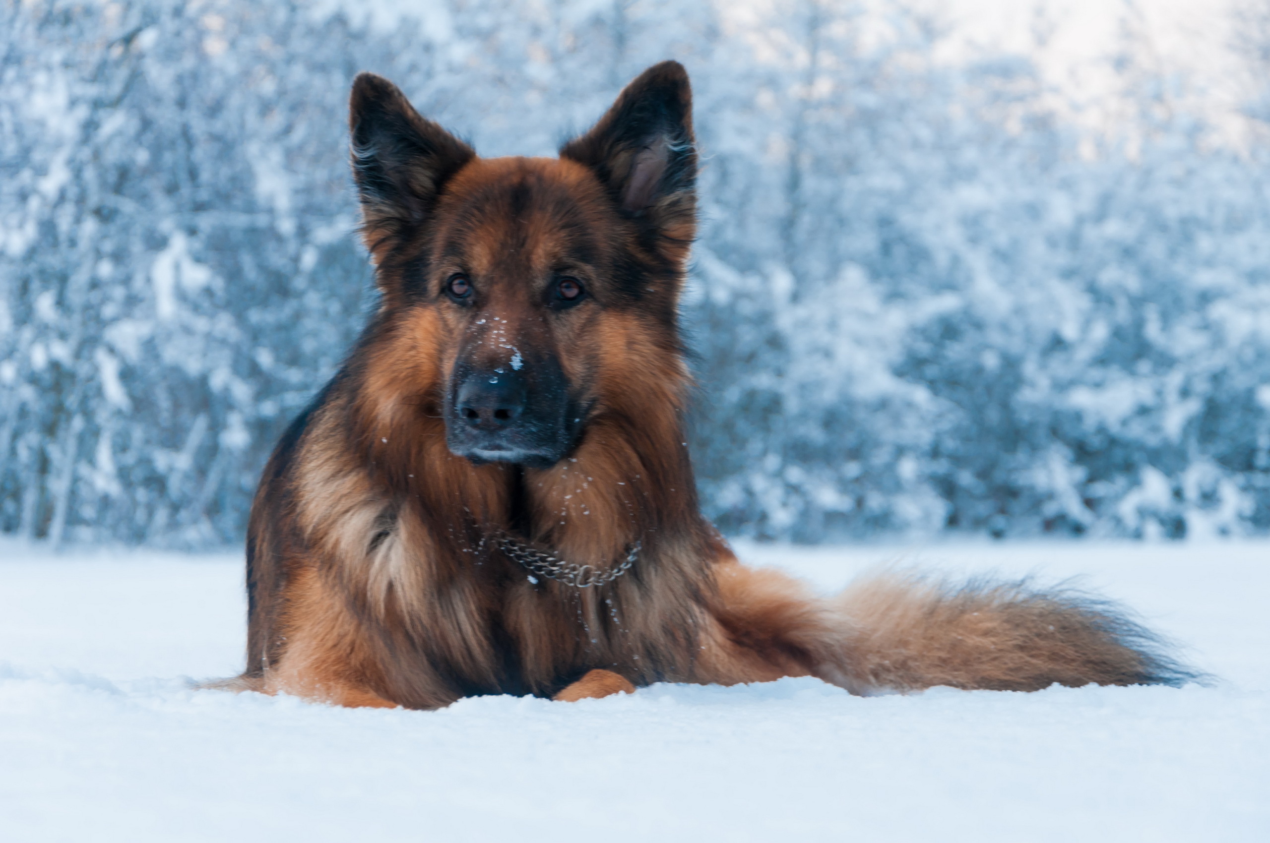 Download Snow Winter Dog Animal German Shepherd HD Wallpaper