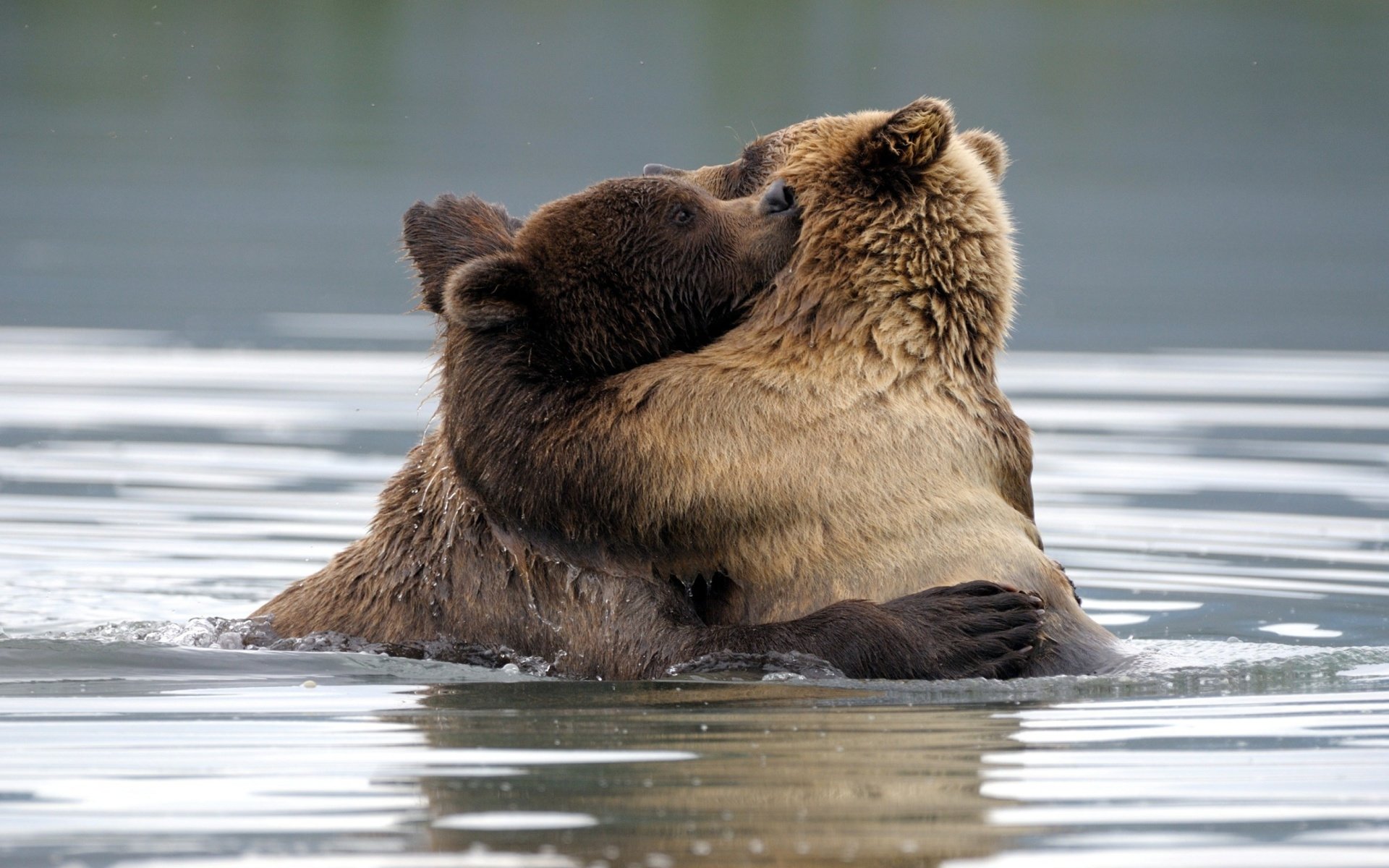 A Big Bear Hug HD Wallpaper Background Image 1920x1200
