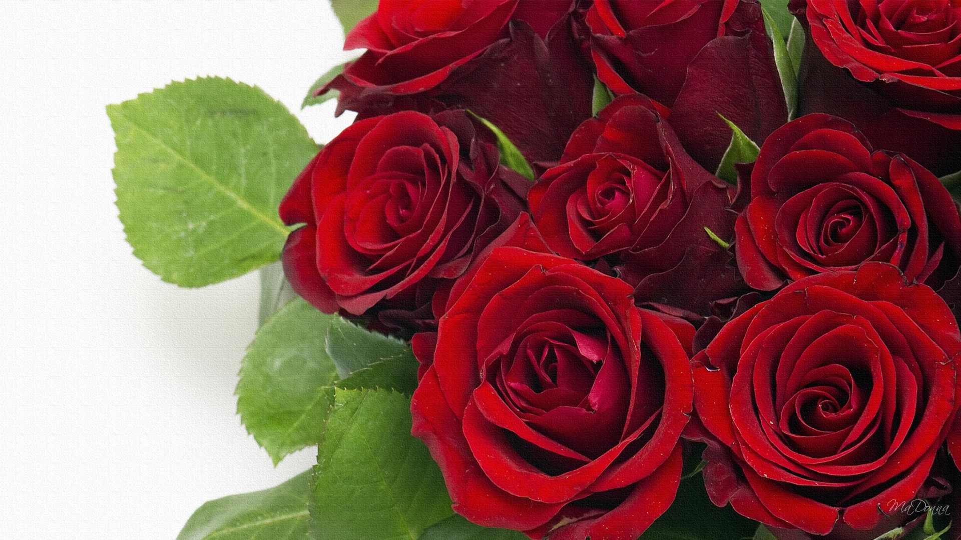 Most Beautiful Red Rose Flowers In The World