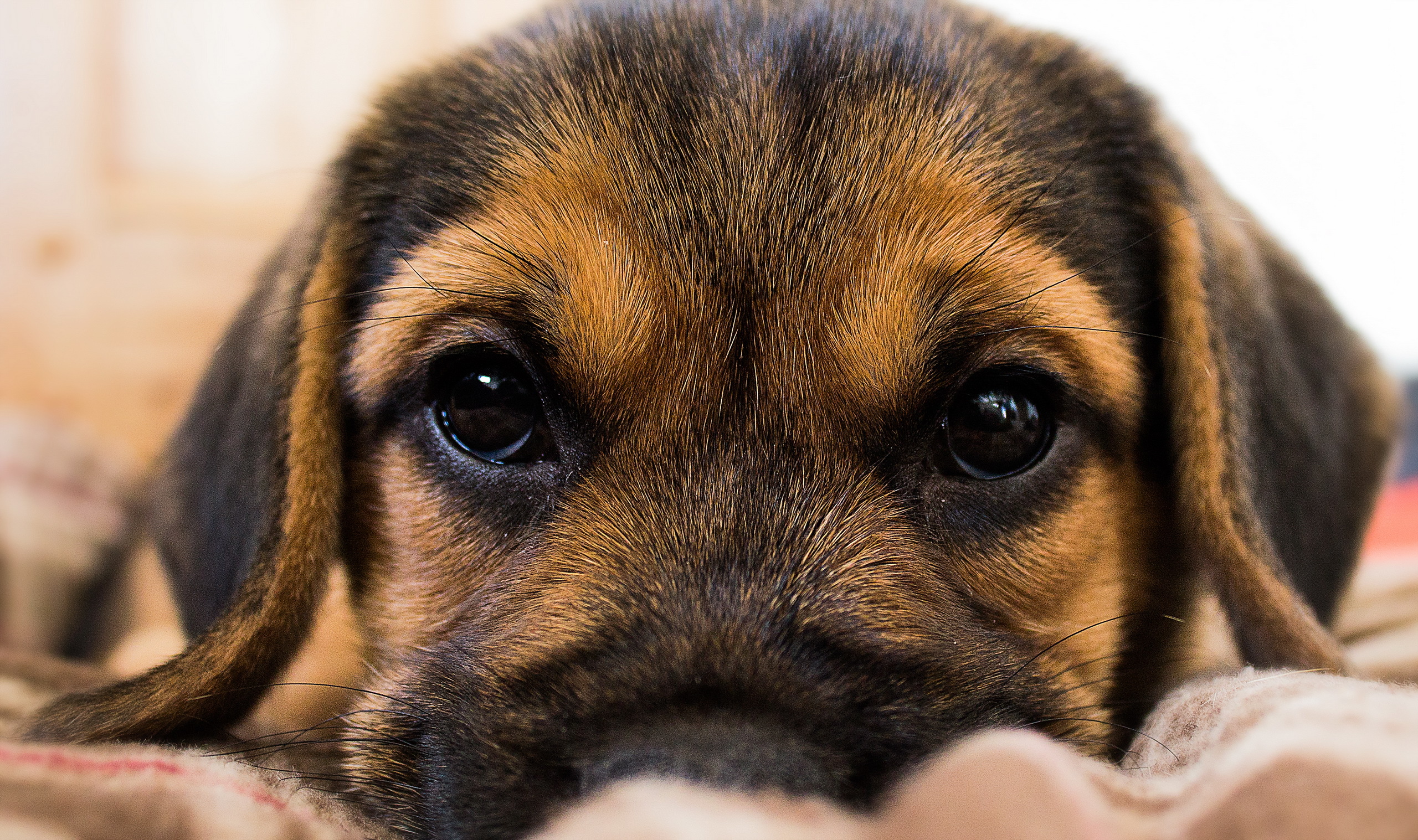 Download Puppy Closeup Animal Dog HD Wallpaper