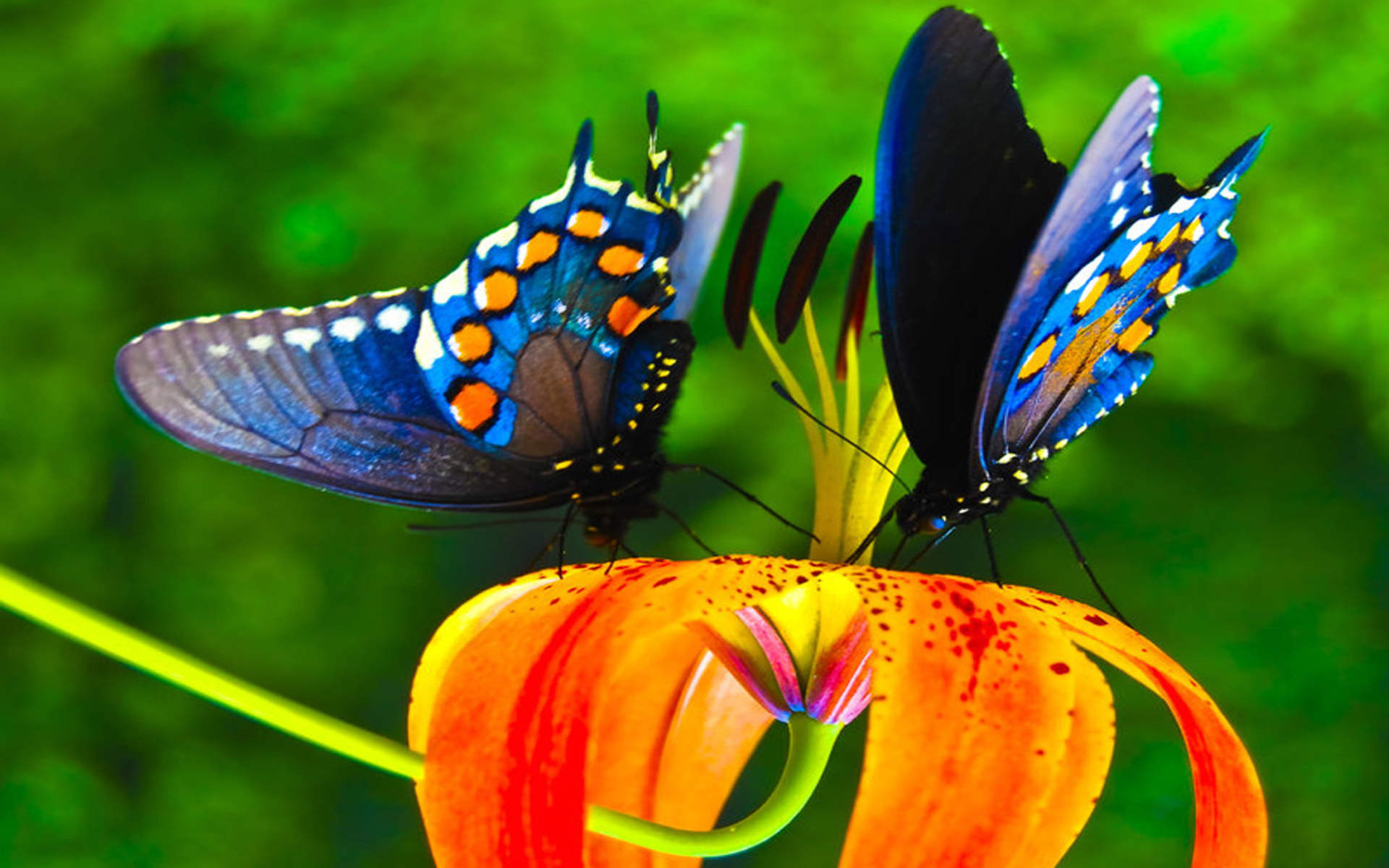 Download Flower Colorful Colors Animal Butterfly HD Wallpaper