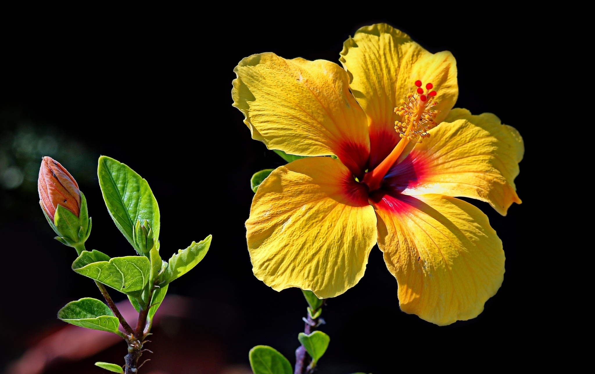 Download Yellow Flower Closeup Flower Nature Hibiscus HD Wallpaper