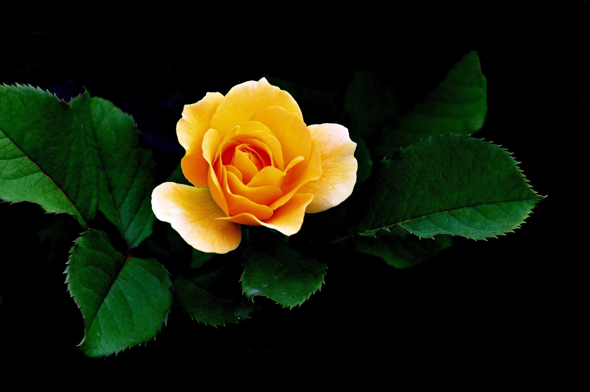 Download Yellow Flower Closeup Leaf Nature Rose HD Wallpaper