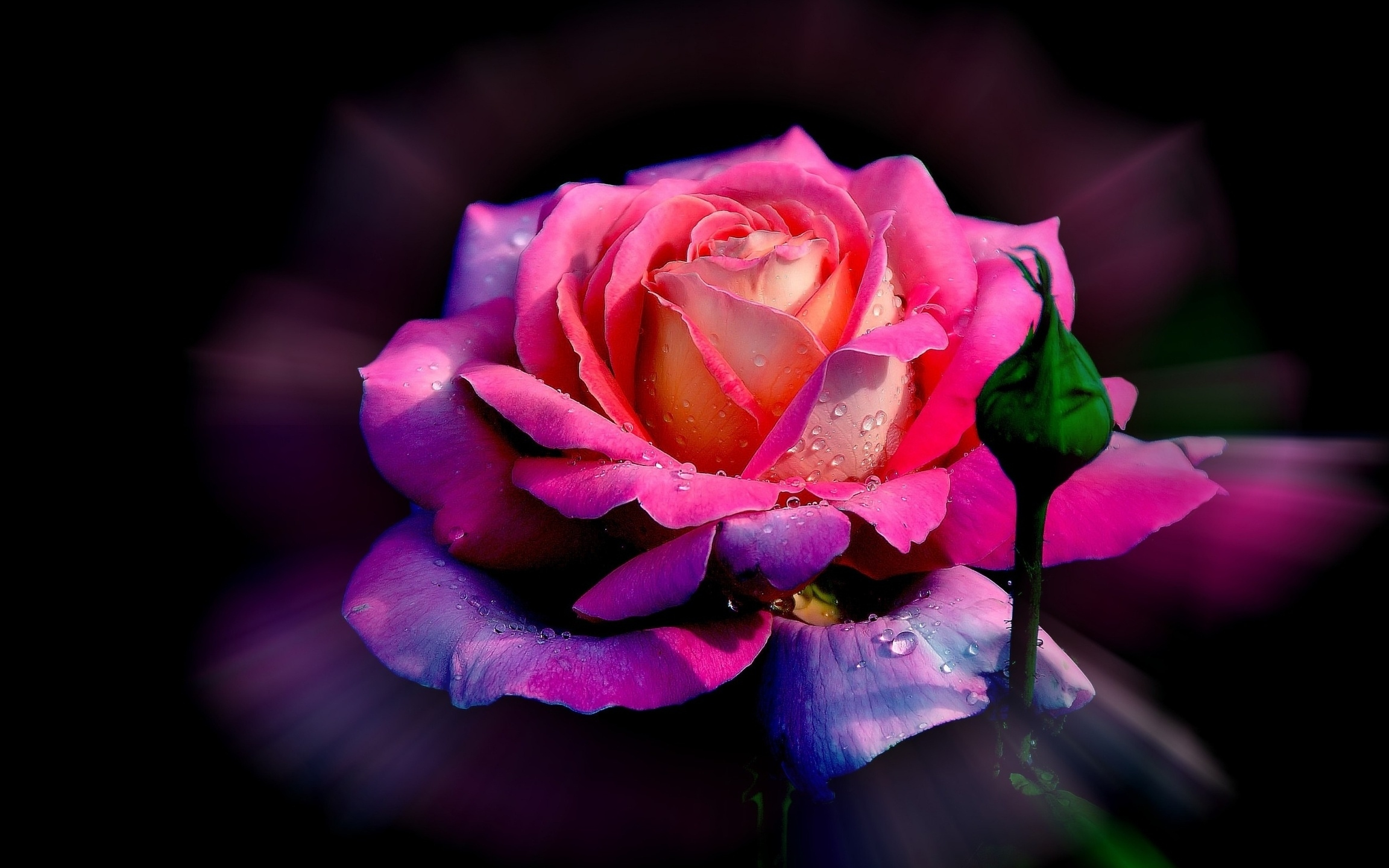 Download Pink Flower Flower Nature Rose HD Wallpaper