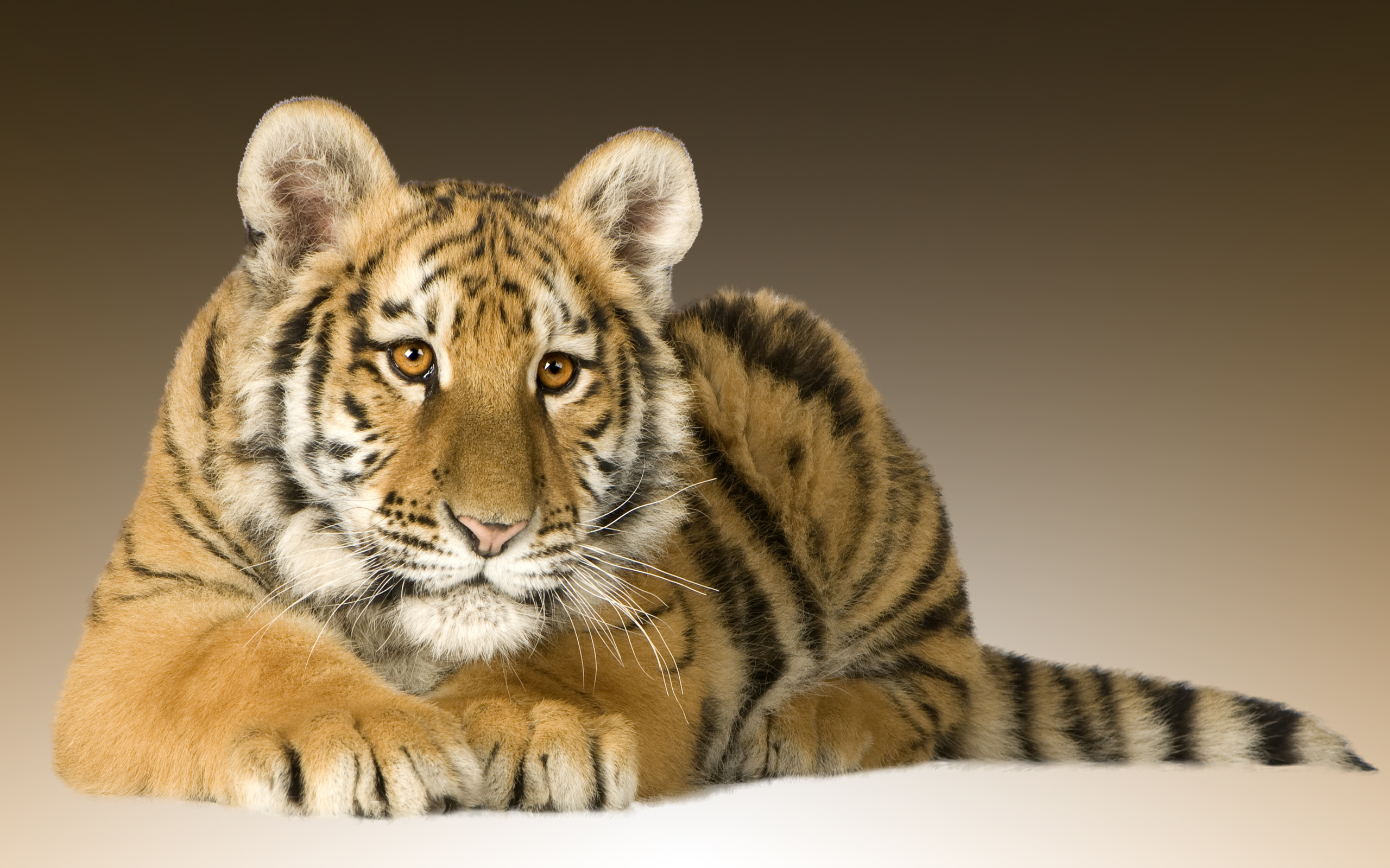 Baby tiger cub portrait Papel de Parede HD Plano de Fundo 2560x1600