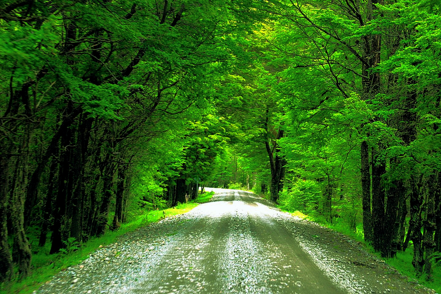 Download Green Tree Treelined Man Made Road Wallpaper