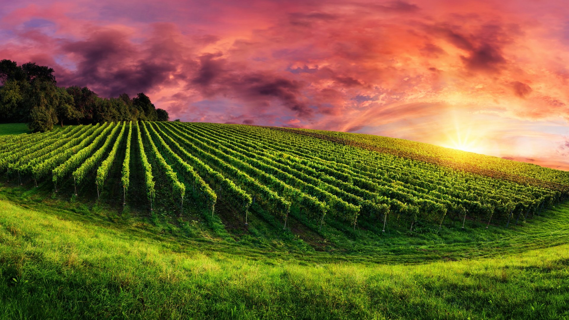 100+ Vineyard HD Wallpapers Background Images