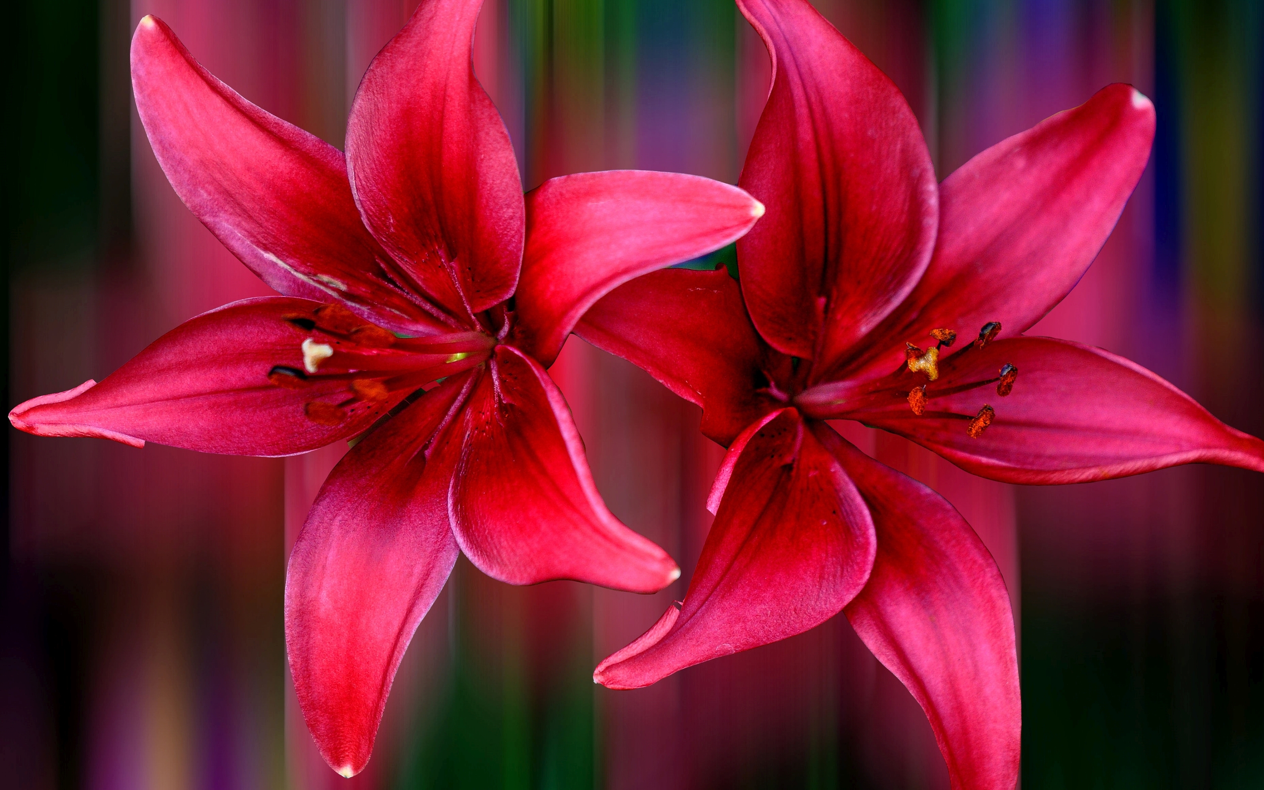 Red Lily Flower Wallpaper