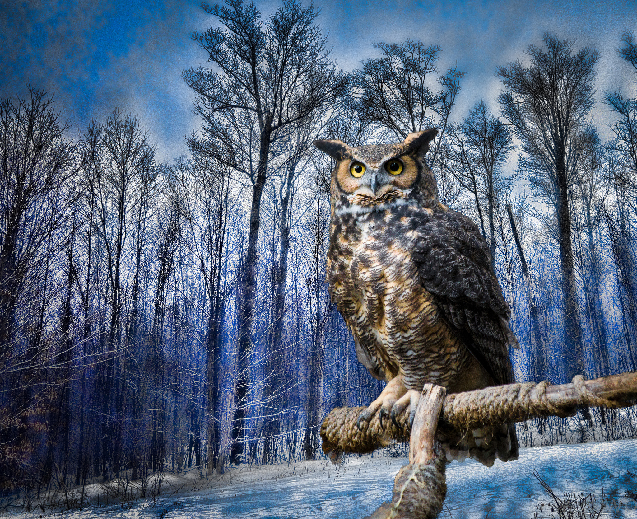Eule HD Wallpaper Hintergrund 2048x1668 ID727486