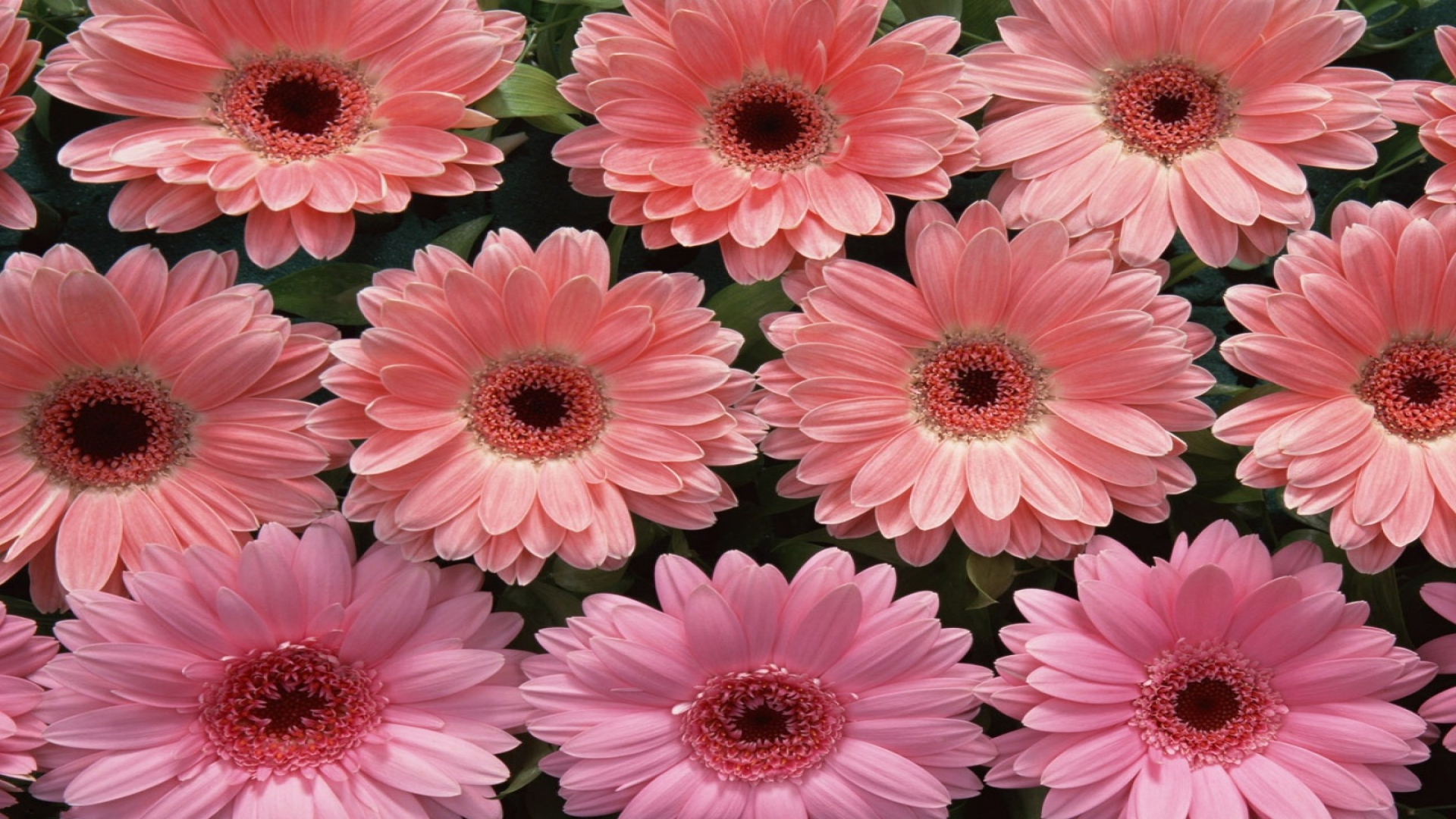 Download Pink Flower Flower Nature Gerbera HD Wallpaper
