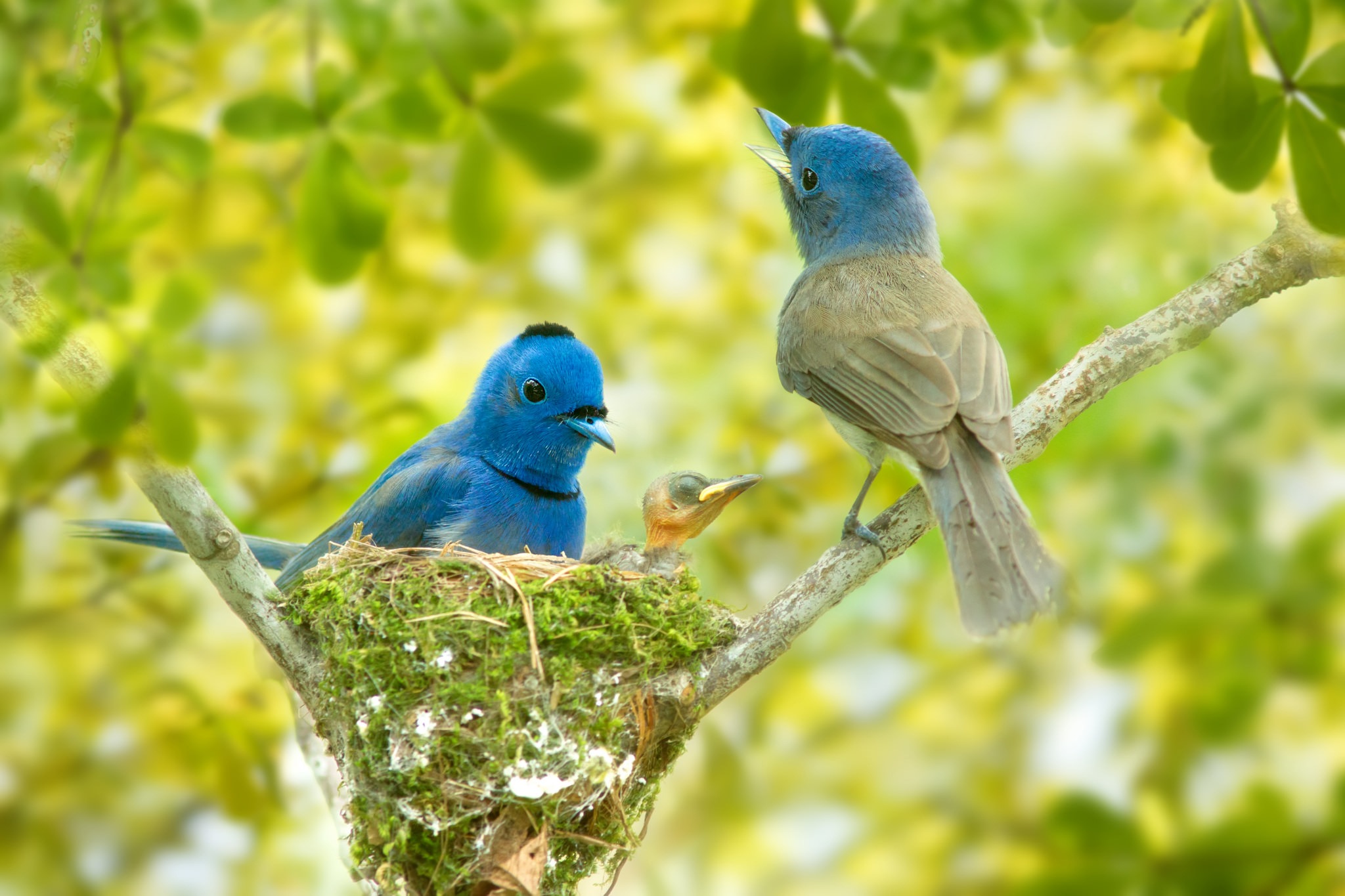 30 Cute Bird Pictures with Most Beautiful Colors