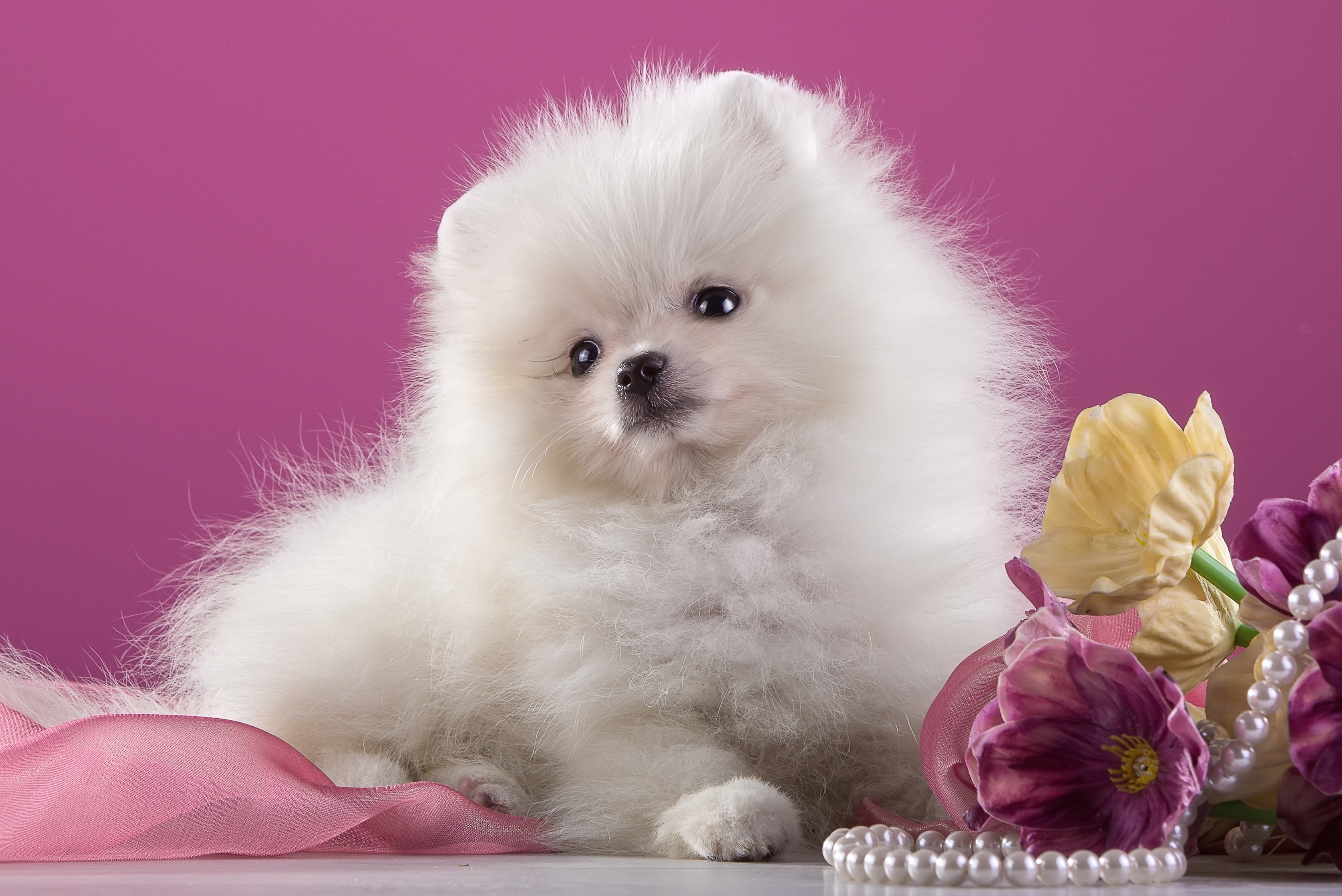 Download Pink Pearl Flower Puppy Dog Animal Pomeranian HD Wallpaper