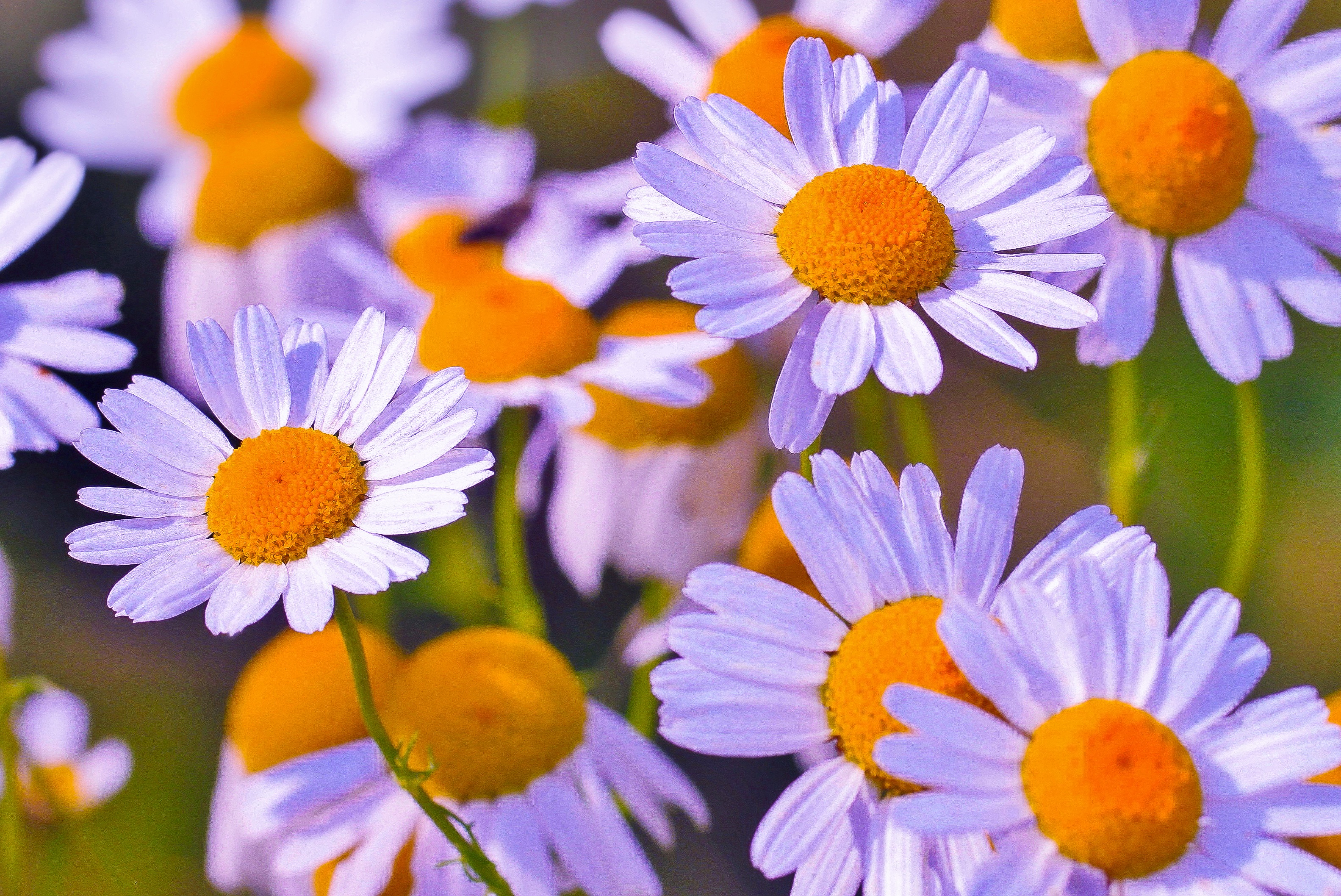 Gänseblümchen HD Wallpaper Hintergrund 3166x2115 ID