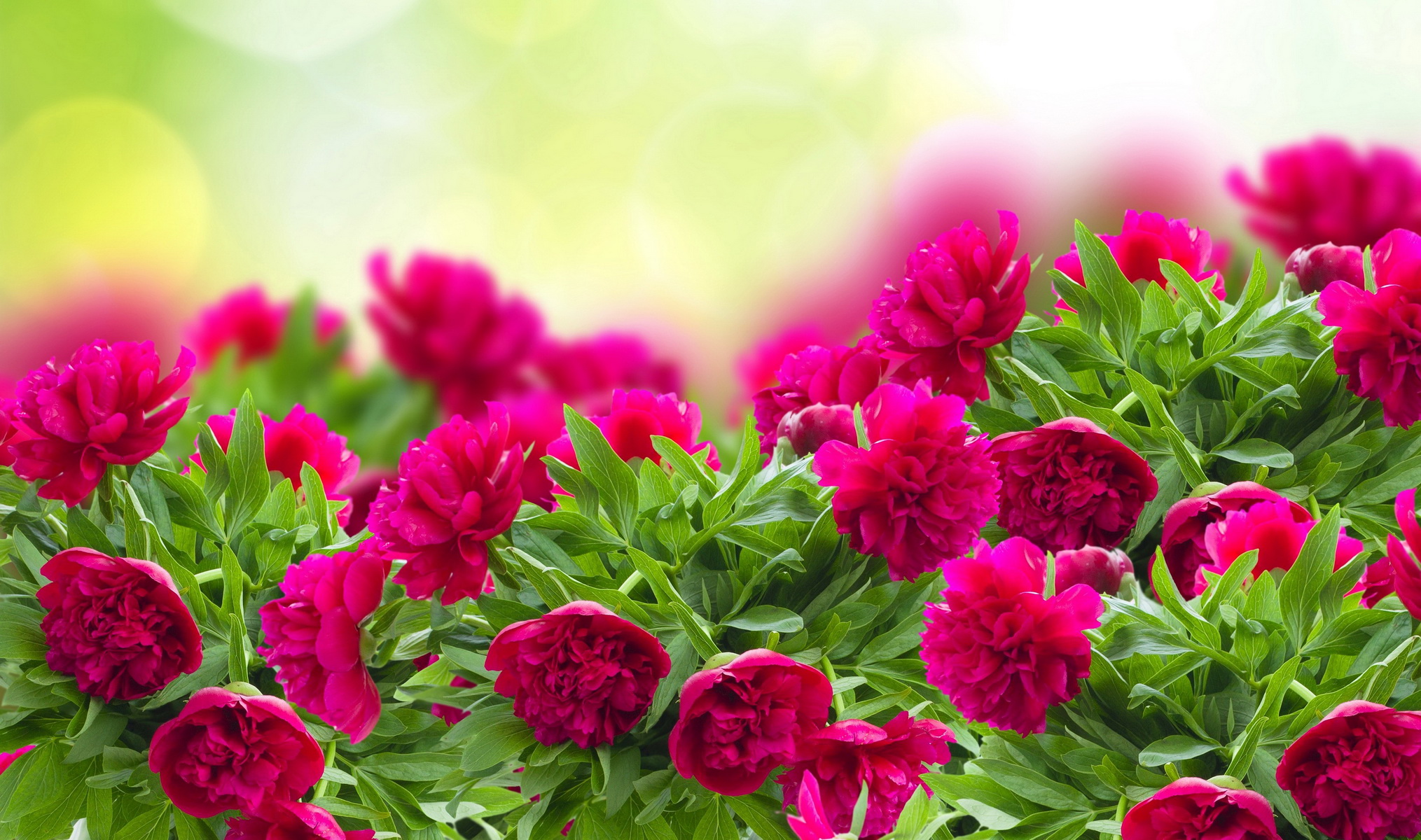 Download Pink Flower Peony Nature Flower HD Wallpaper