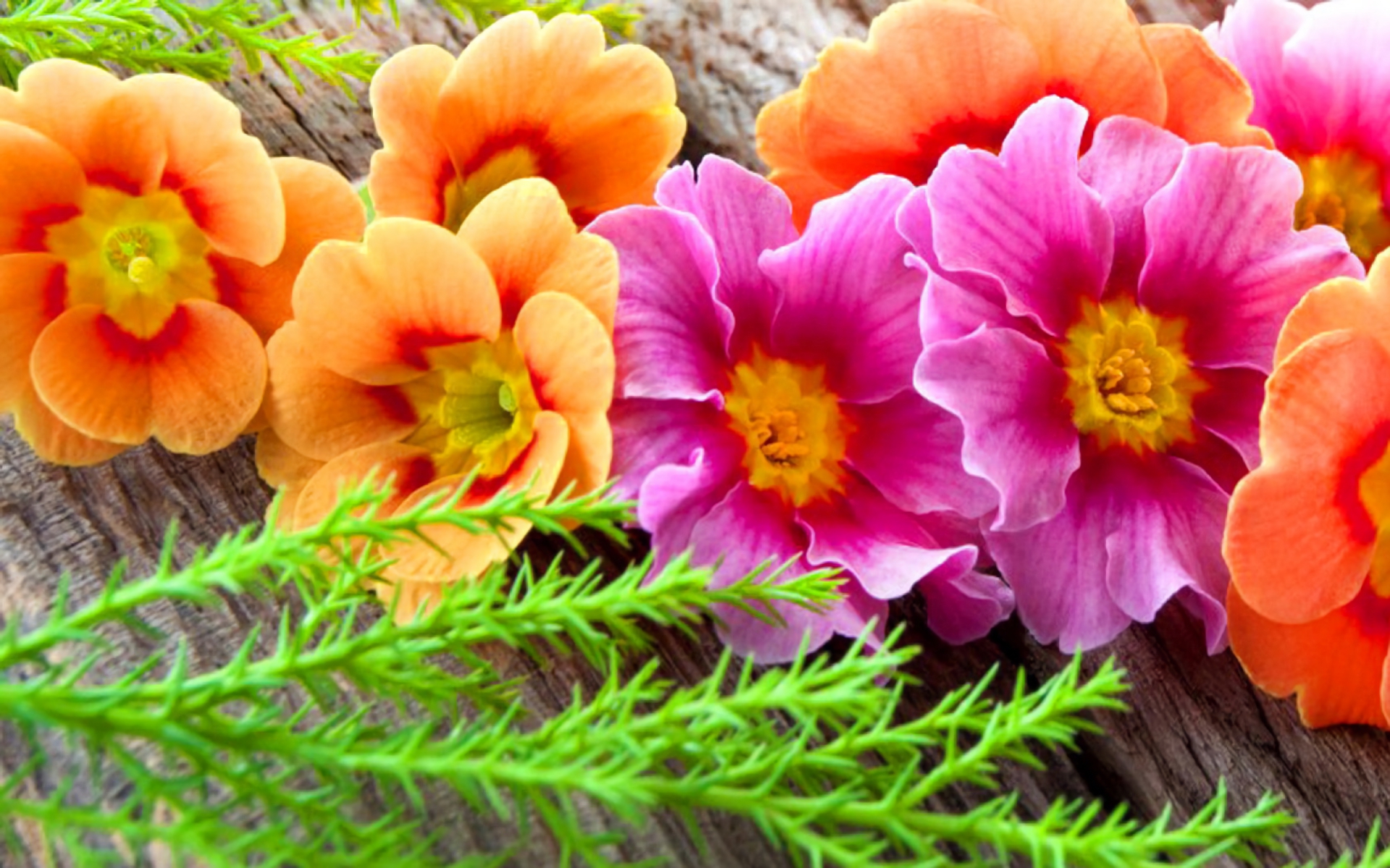 Download Orange Flower Pink Flower Nature Flower HD Wallpaper