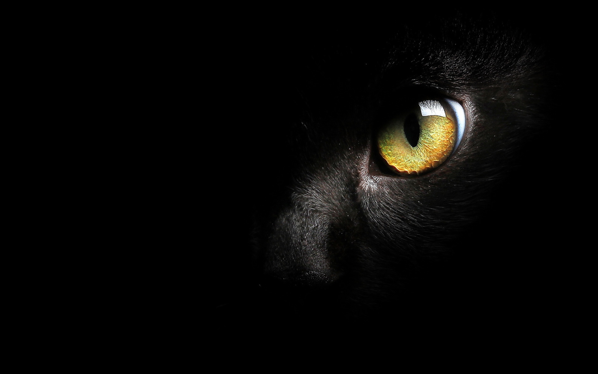 Download Eye Animal Cat HD Wallpaper