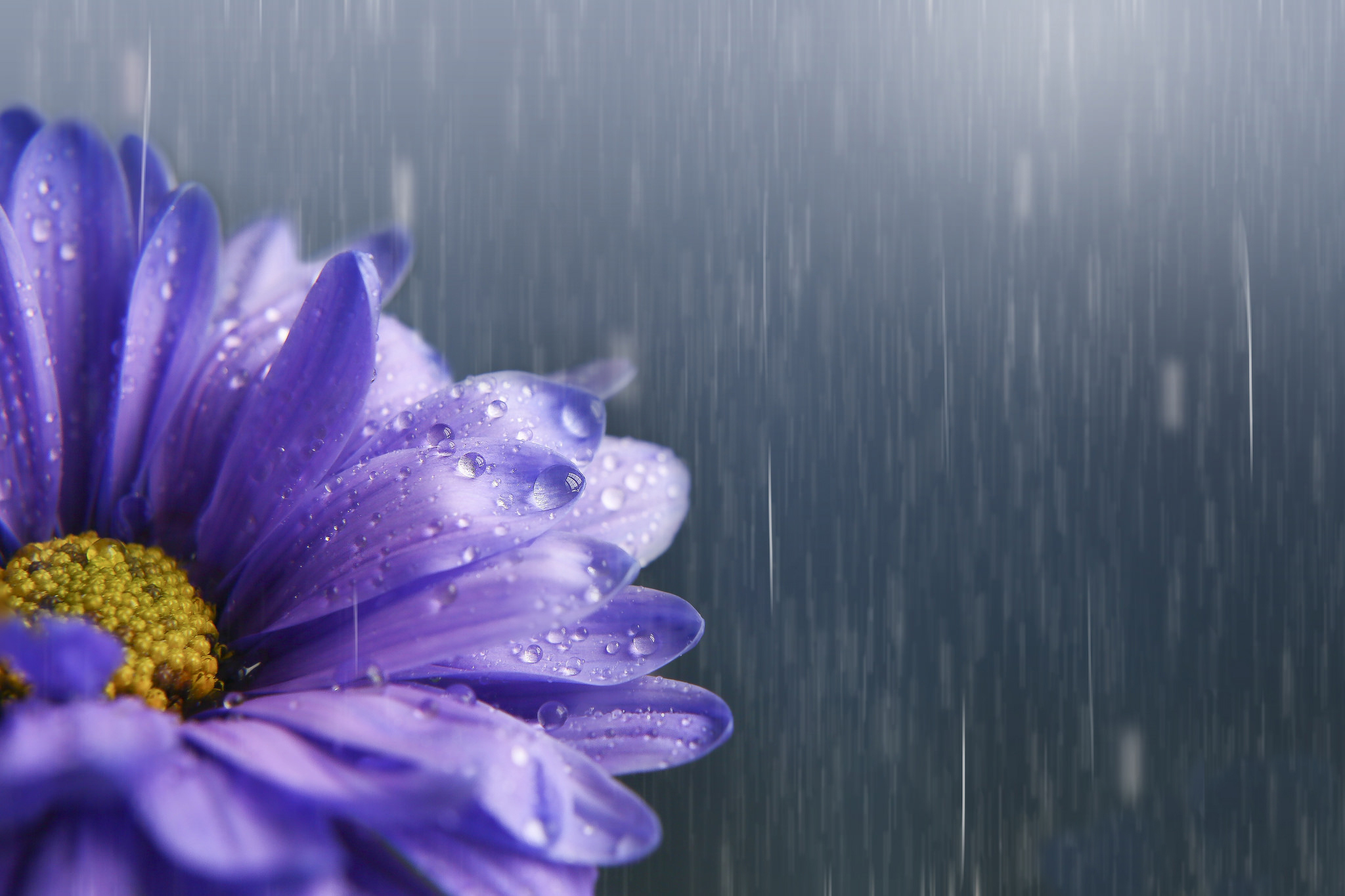Download Purple Flower Rain Nature Flower HD Wallpaper
