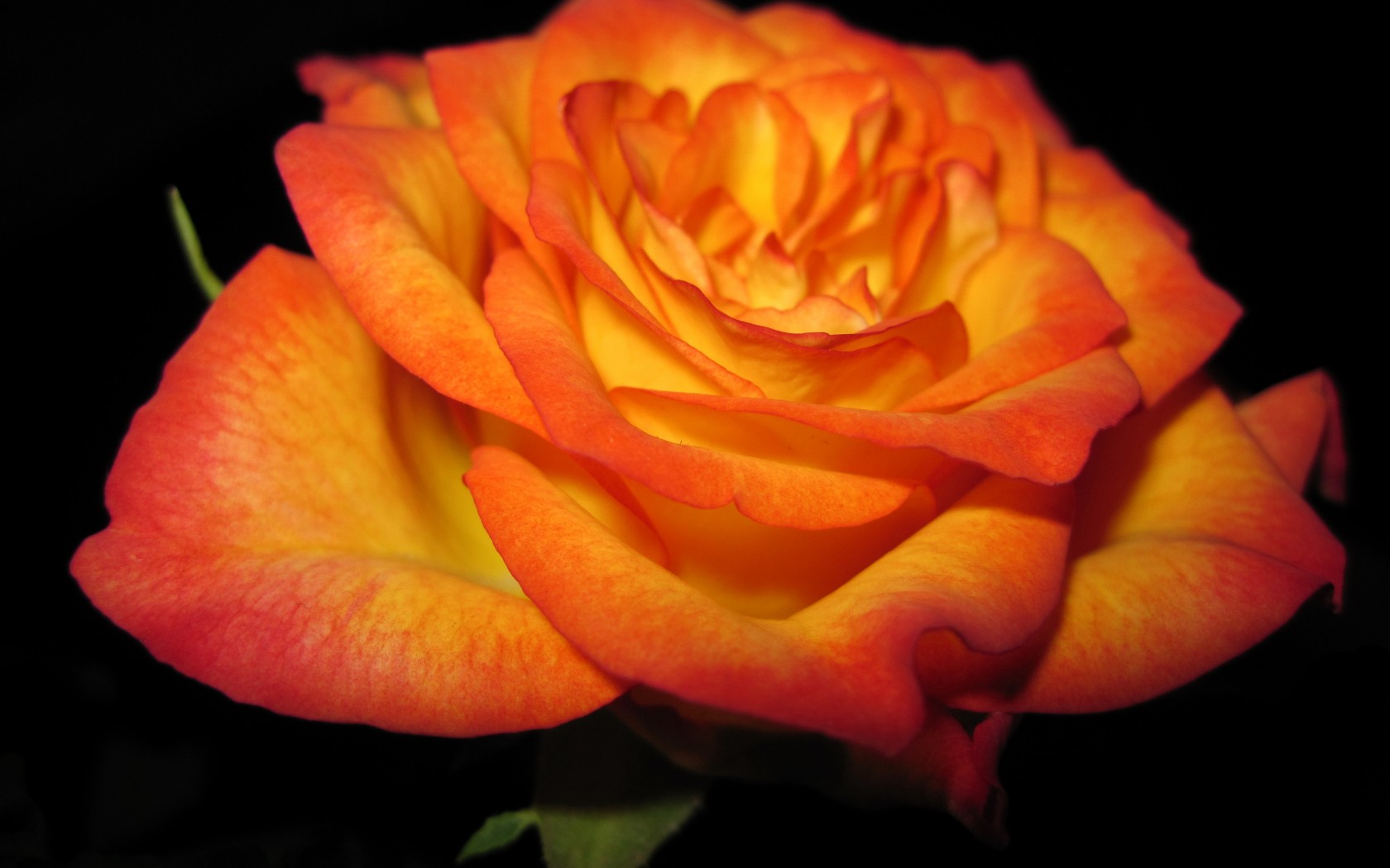 Orange Rose