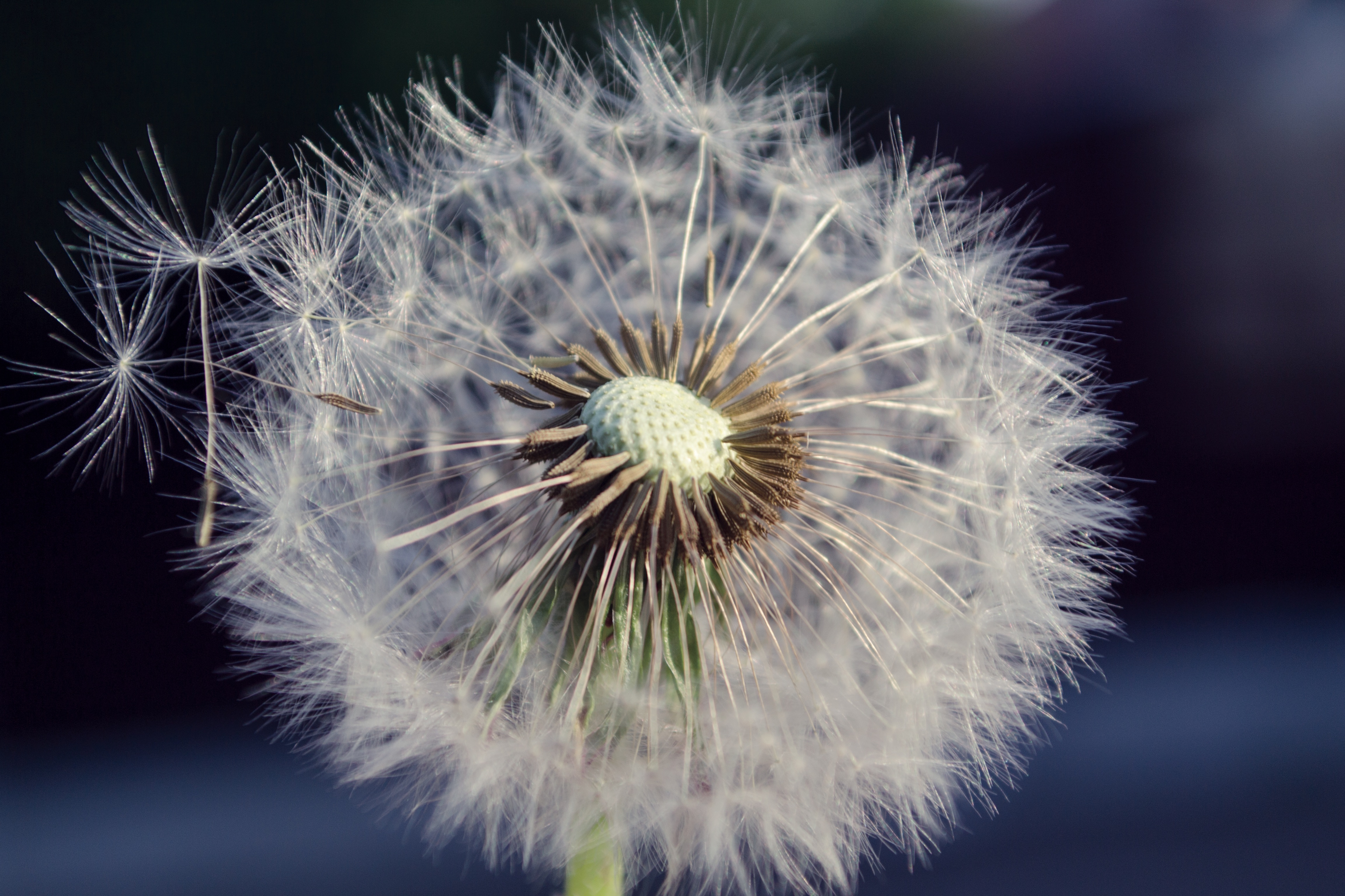 Diente De León 4k Ultra Fondo de pantalla HD Fondo de Escritorio 4608x3072 ID787487