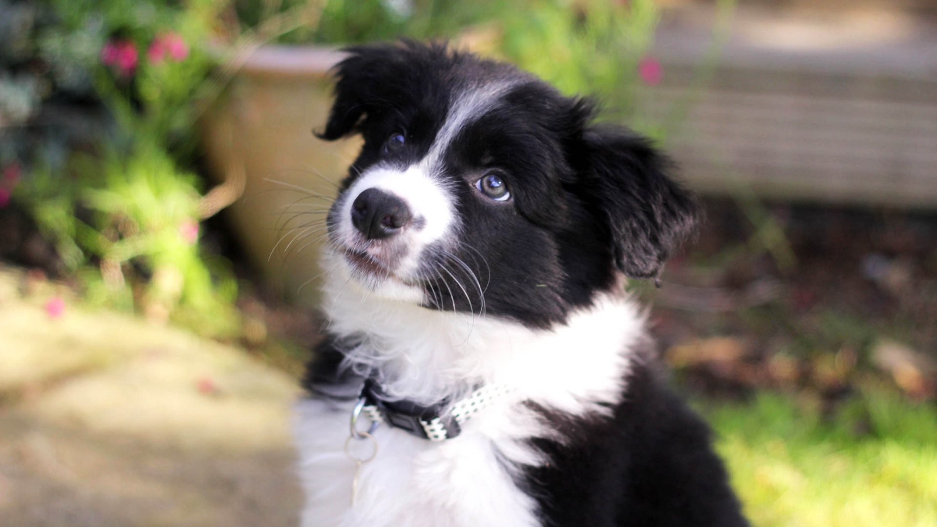 Border Collie Puppy by Steve Milligan
