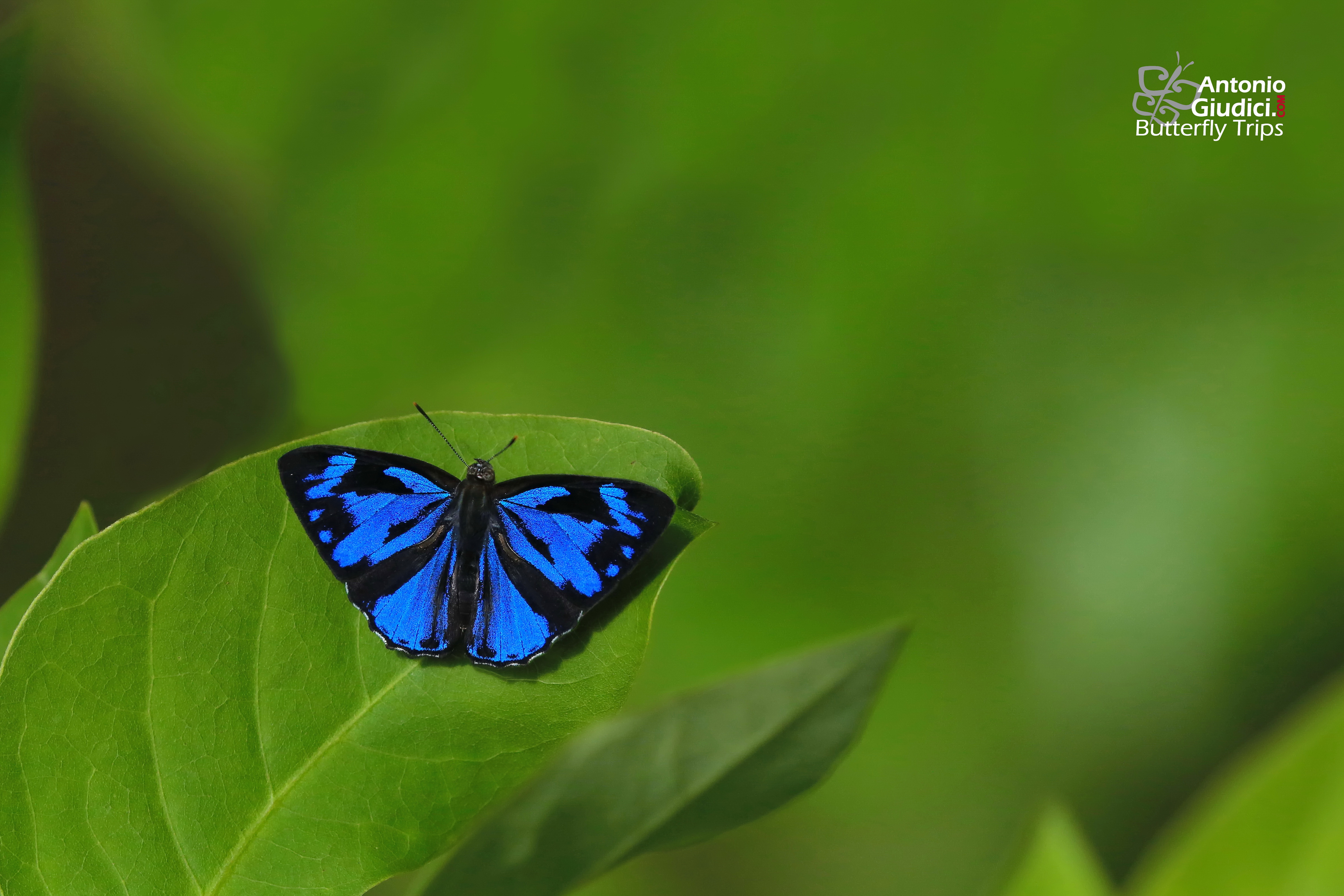 Blue Butterfly Wallpaper 4K