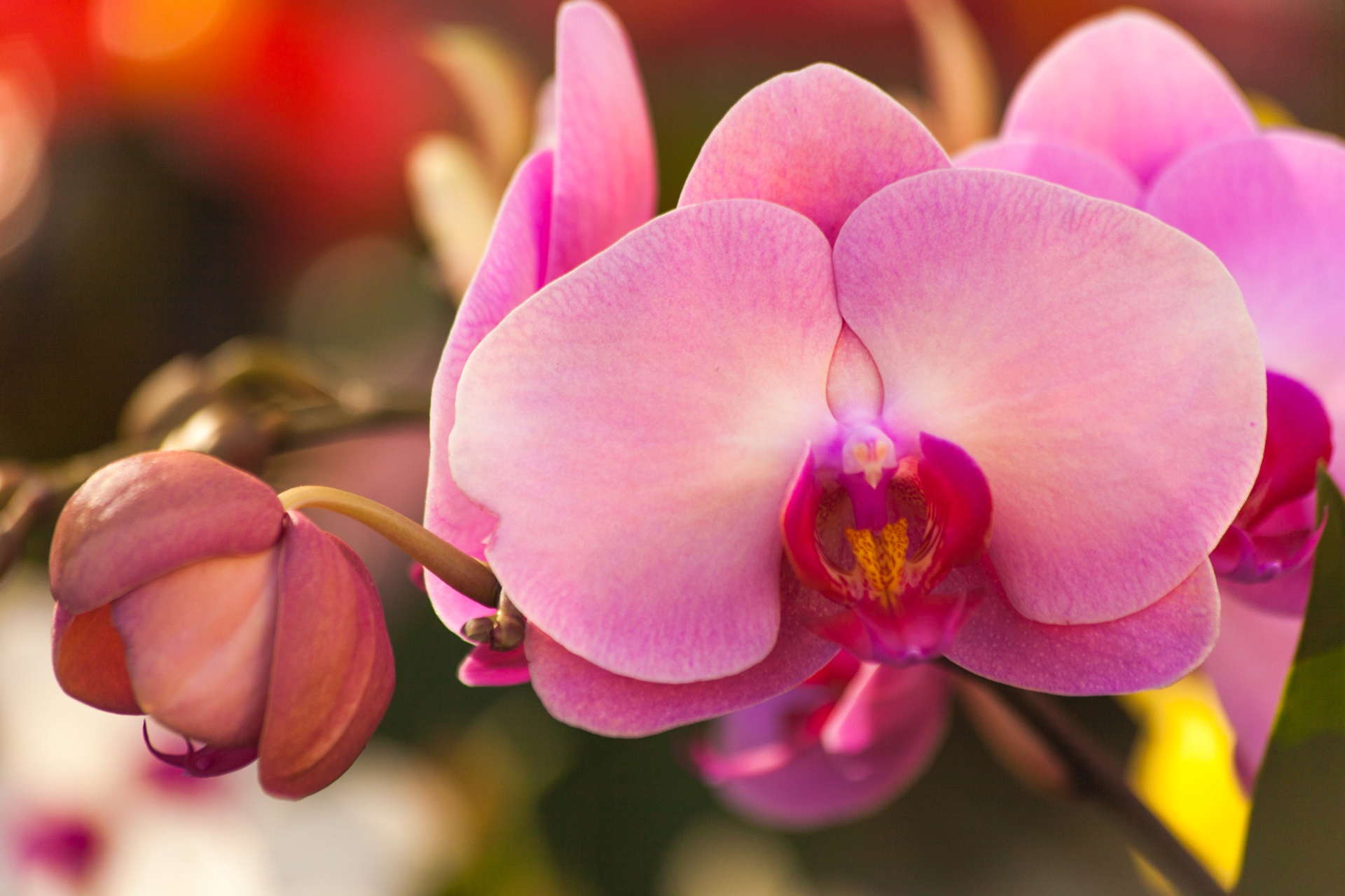 Download Closeup Pink Flower Flower Nature Orchid HD Wallpaper