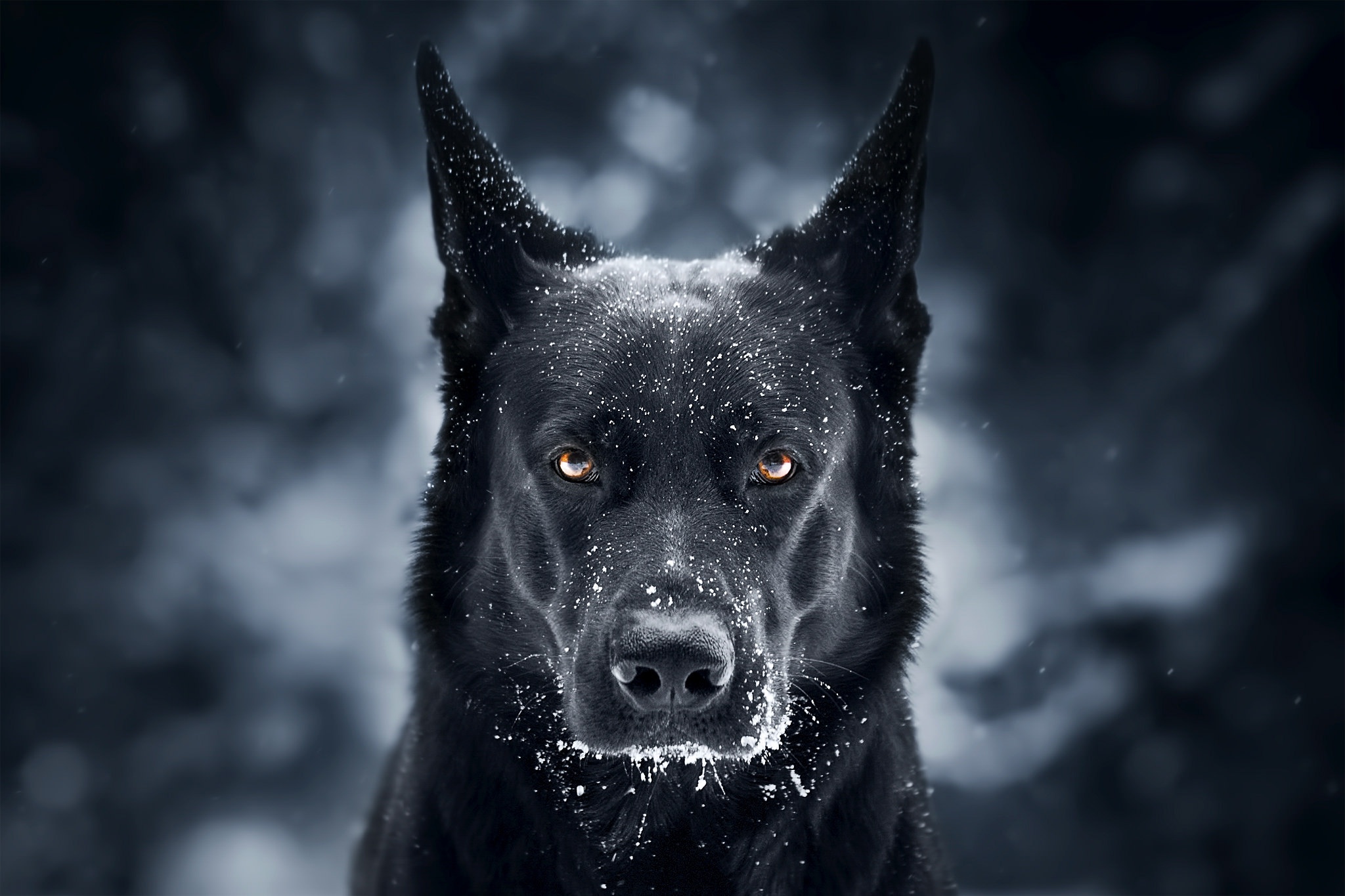 German Shepherd HD Wallpaper Background Image 2048x1365 ID814569