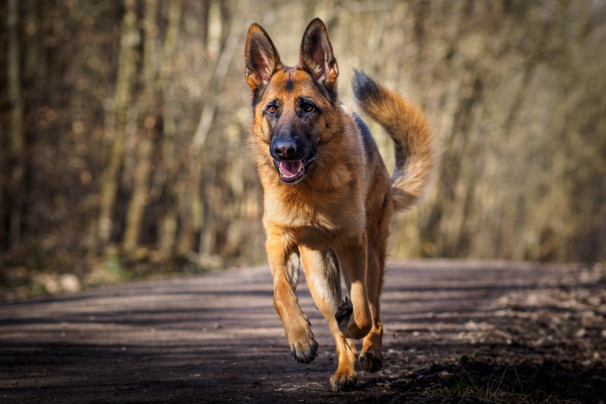 Download Running Dog Animal German Shepherd HD Wallpaper
