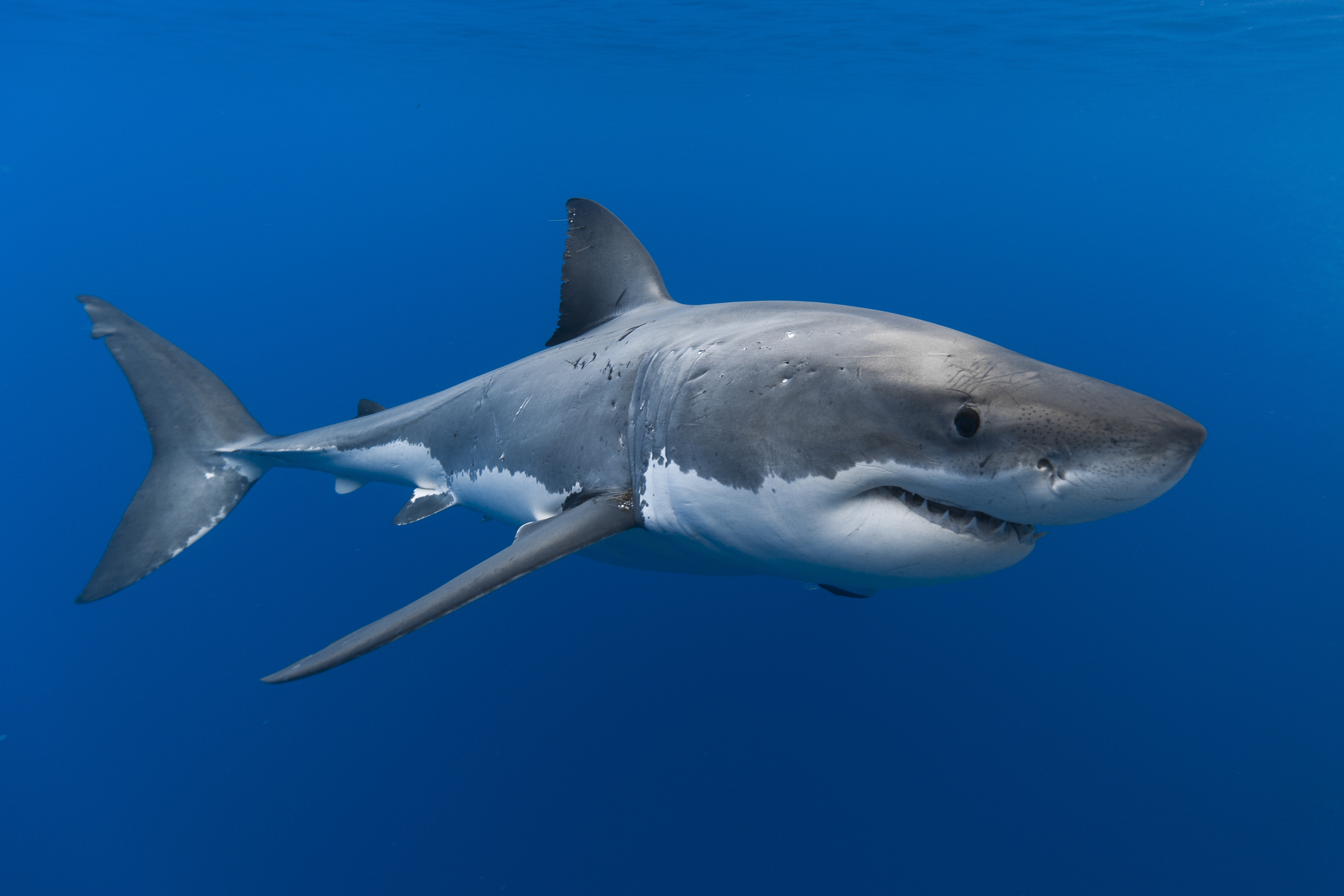 Shark 5k Retina Ultra HD Wallpaper Background Image 5760x3840 ID